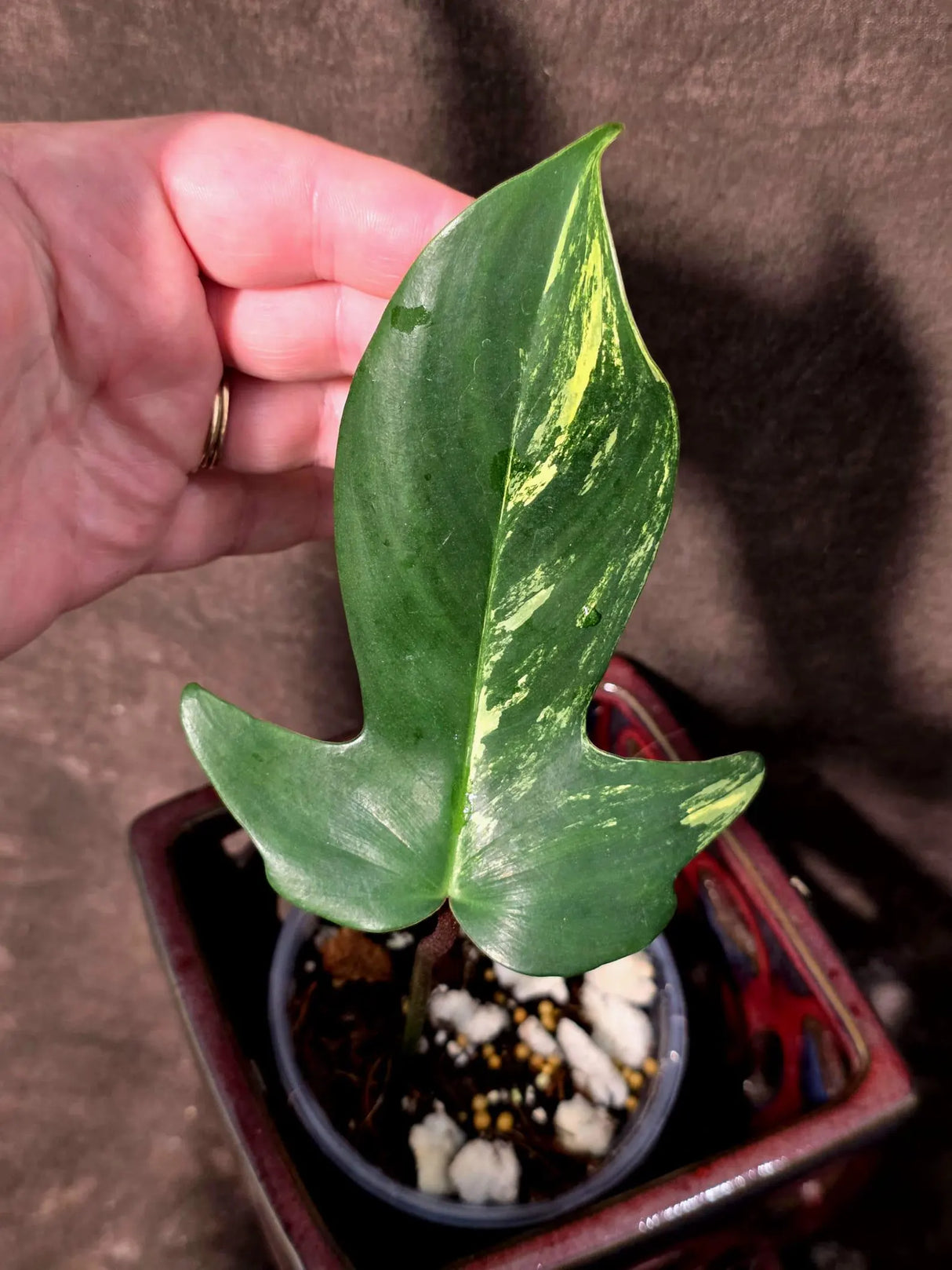 Variegated Philodendron Florida Beauty in a Nursery Pot (June-26-04)