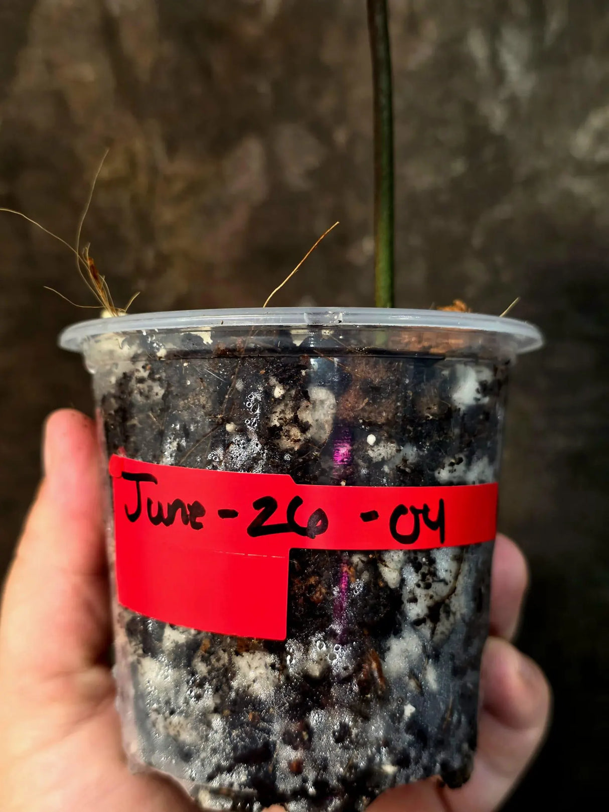 Variegated Philodendron Florida Beauty in a Nursery Pot (June-26-04)