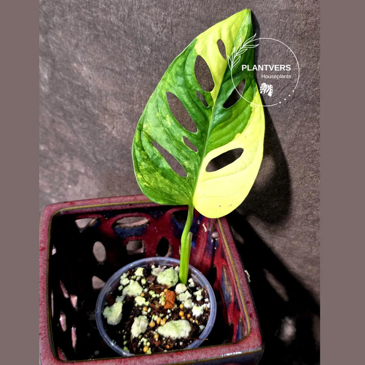 Monstera Adansonii Aurea Variegated - Swiss Cheese Premium (June-26-06)