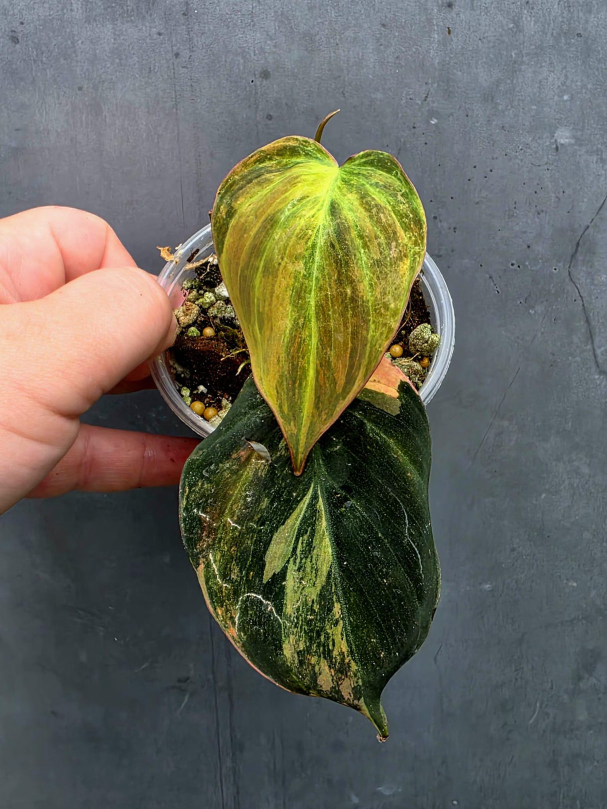 Variegated Philodendron Mican Aurea in a Nursery Pot (June-26-24)