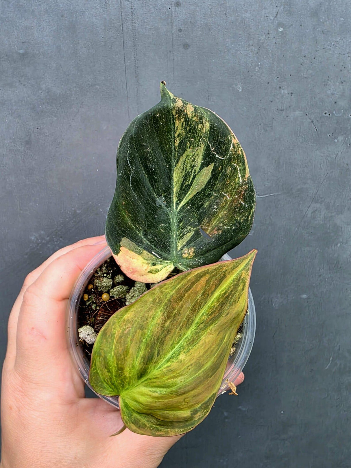 Variegated Philodendron Mican Aurea in a Nursery Pot (June-26-24)