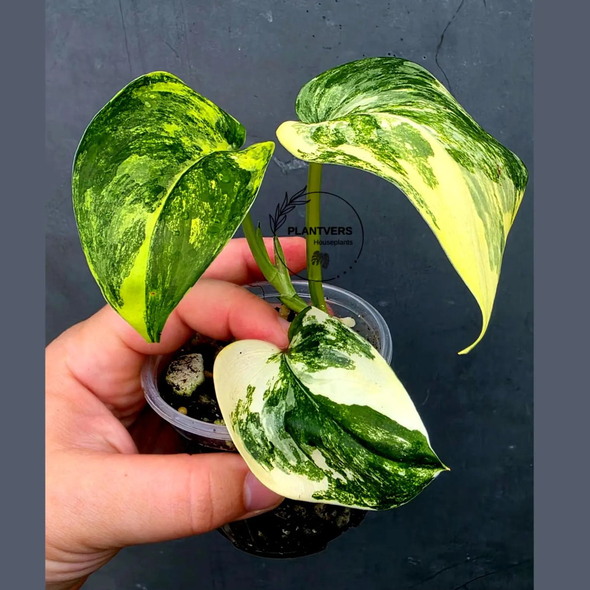 RARE Scindapsus Jade Satin Variegated -(June-26-20)