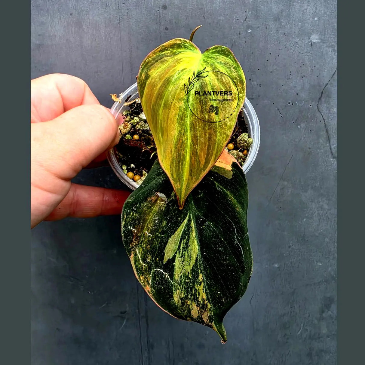 Variegated Philodendron Mican Aurea in a Nursery Pot (June-26-24)