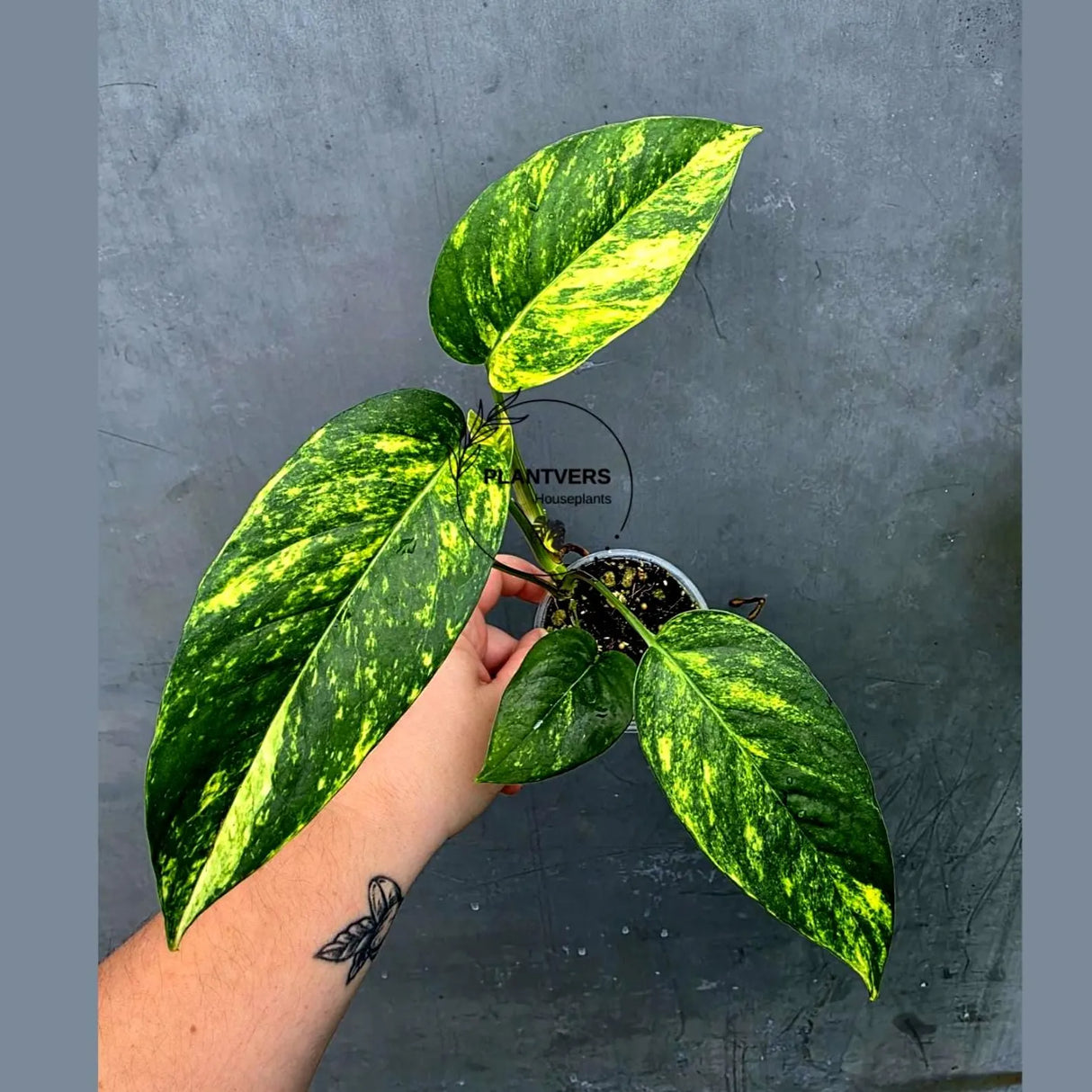 Rare Variegated Golden Flame Epipremnum Pinnatum - Exact Plant - (June-26-26)