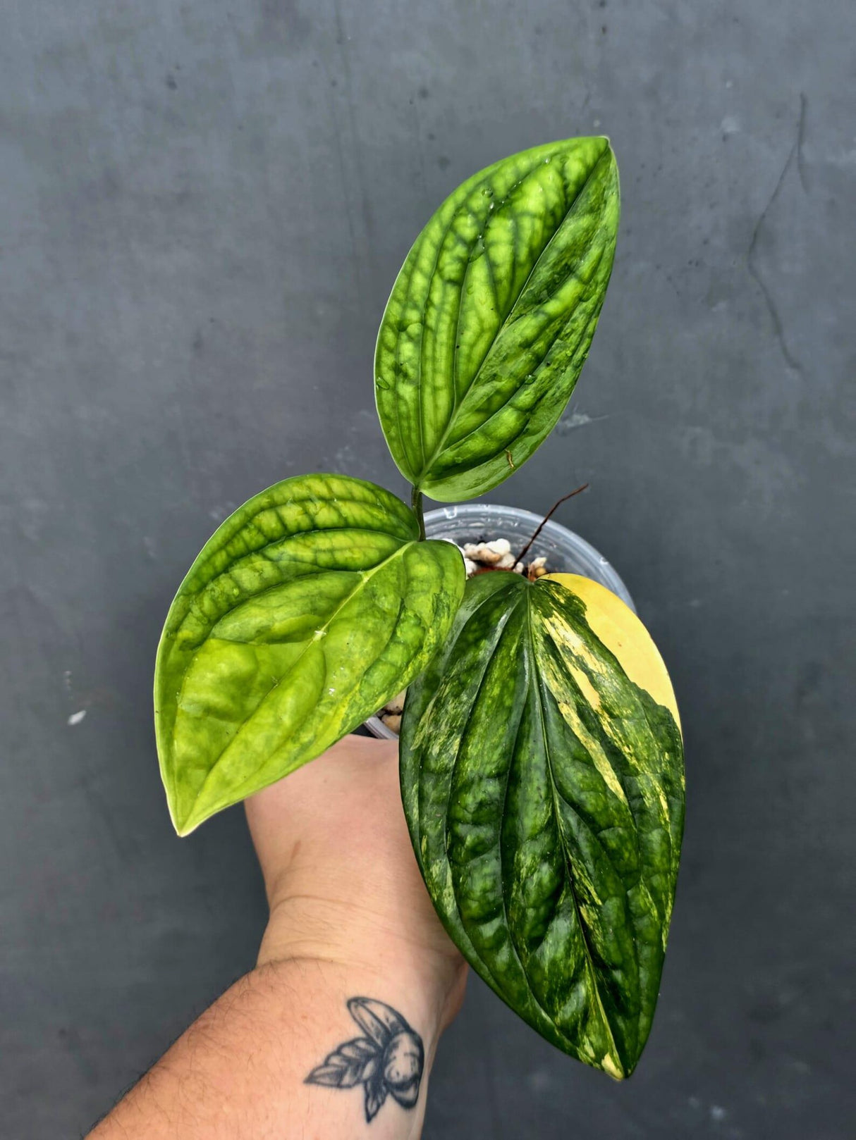 Monstera Peru Aurea Variegated - Climbing tropical plant (June-26-16)
