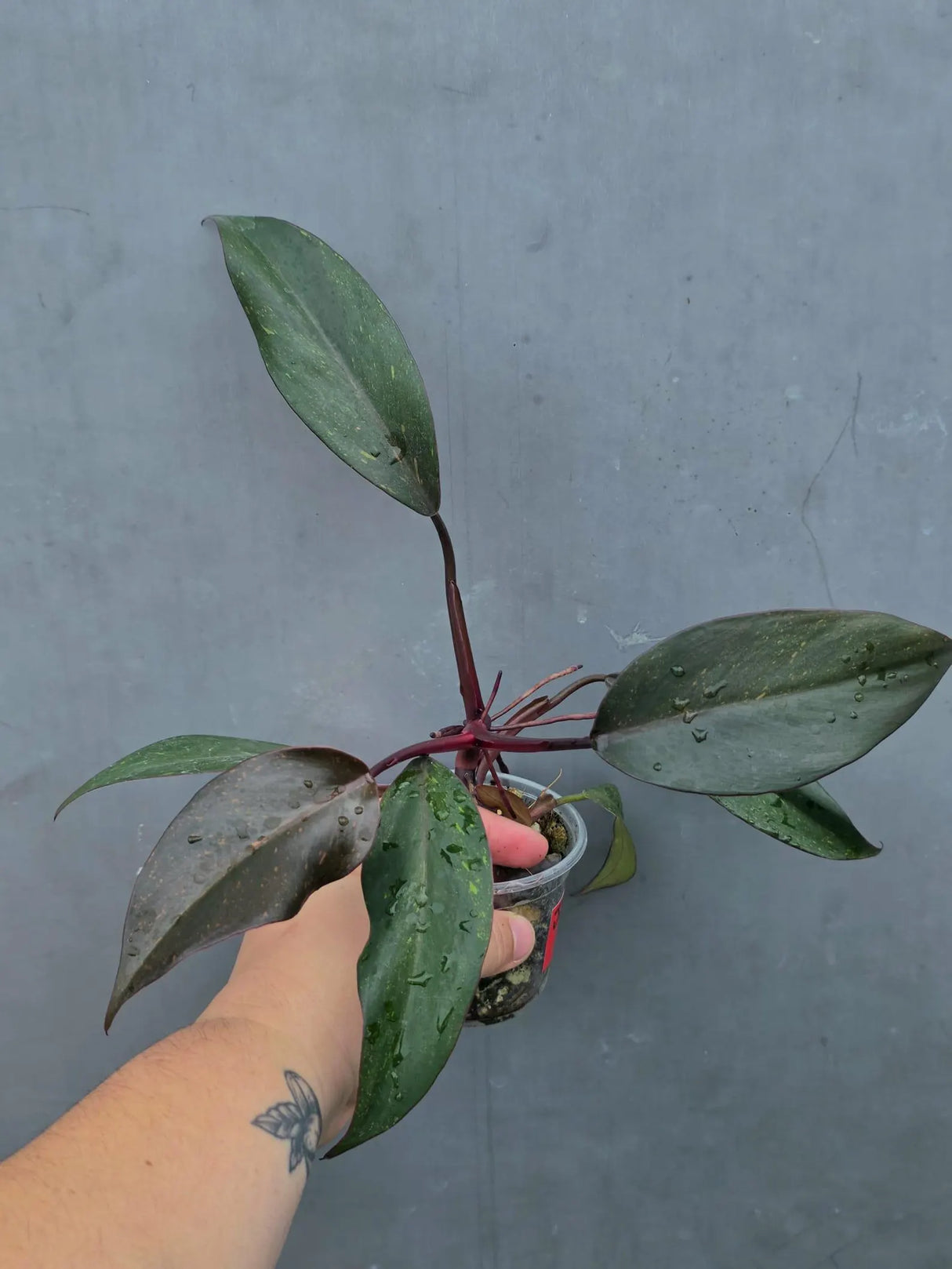 Philodendron Orange Princess Live Plant - Rare Collector Plant (June-26-18)