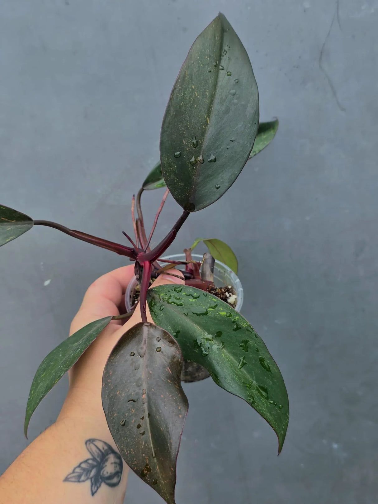 Philodendron Orange Princess Live Plant - Rare Collector Plant (June-26-18)