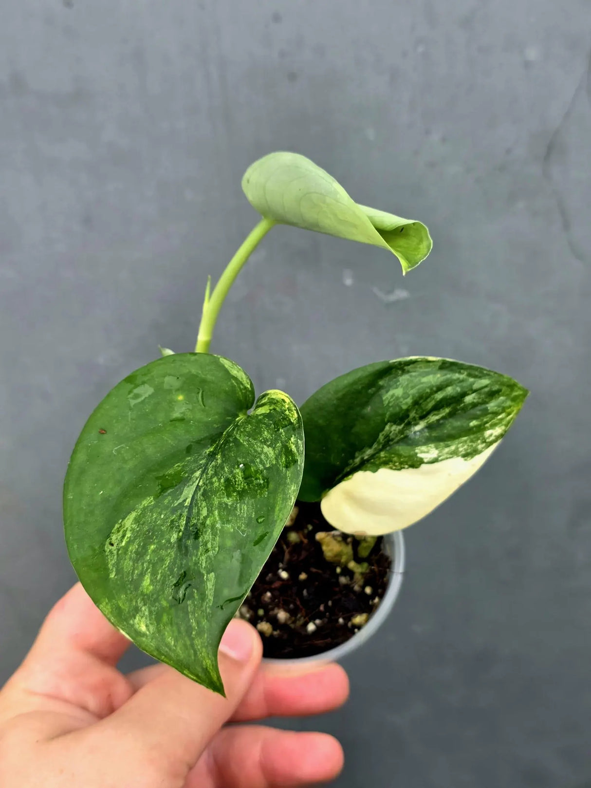 Scindapsus Jade Satin Variegated - Yellow Variegation (June-26-19)
