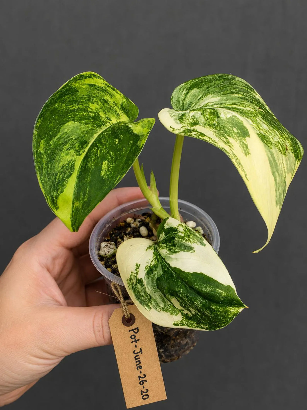 RARE Scindapsus Jade Satin Variegated -(June-26-20)
