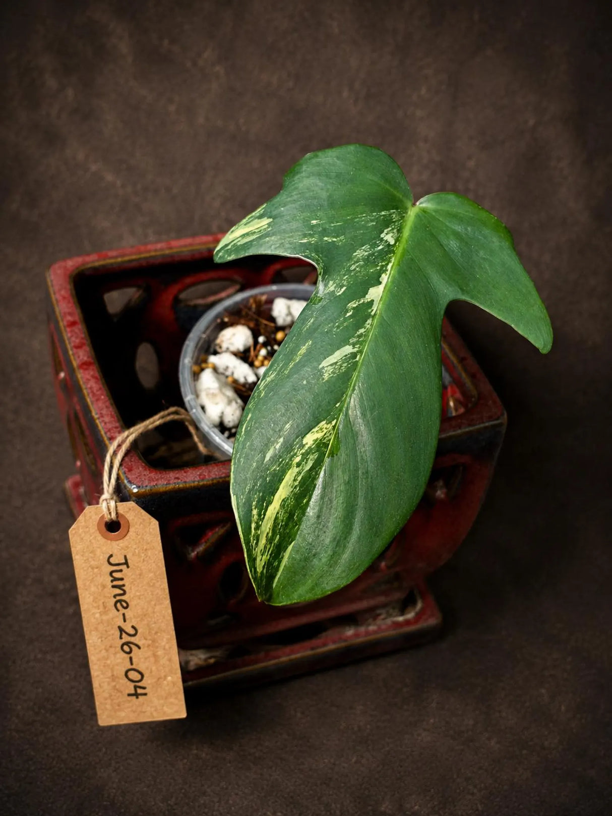 Variegated Philodendron Florida Beauty in a Nursery Pot (June-26-04)