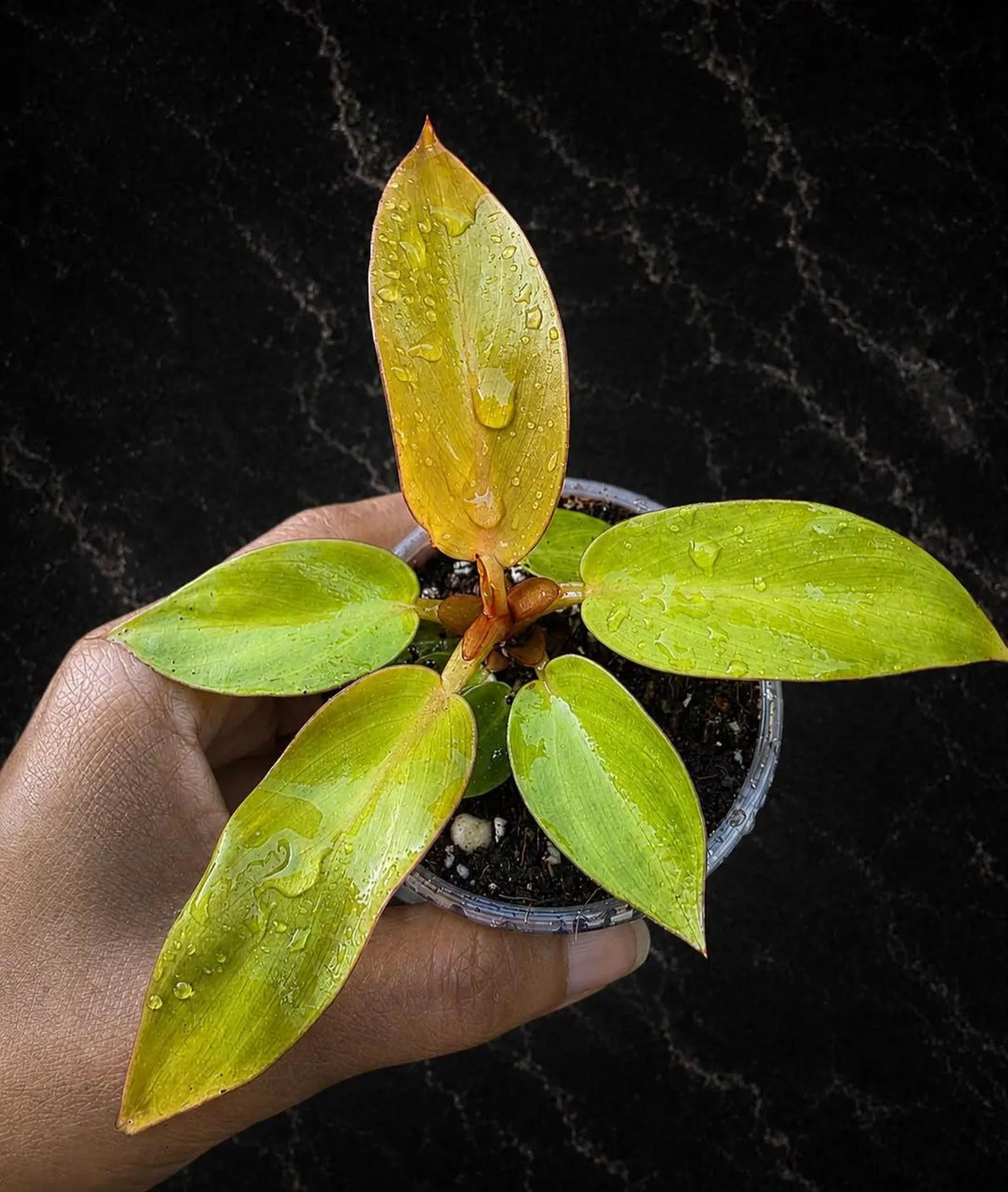 Philodendron Red Sun Starter Plant - Rare Colorful Philodendron in 3" Pot - Tropical Indoor Houseplant - Live Aroid Plant