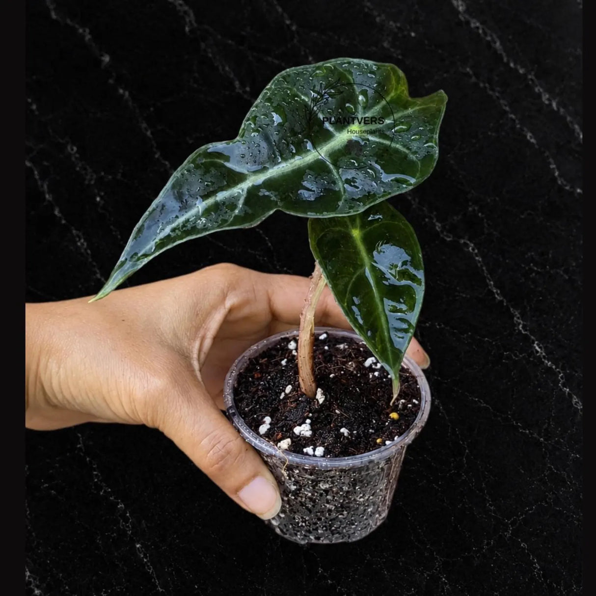 Alocasia Polly Starter Plant in 3" Pot – African Mask Plant – Easy Care Tropical Indoor Houseplant – Live Aroid Plant