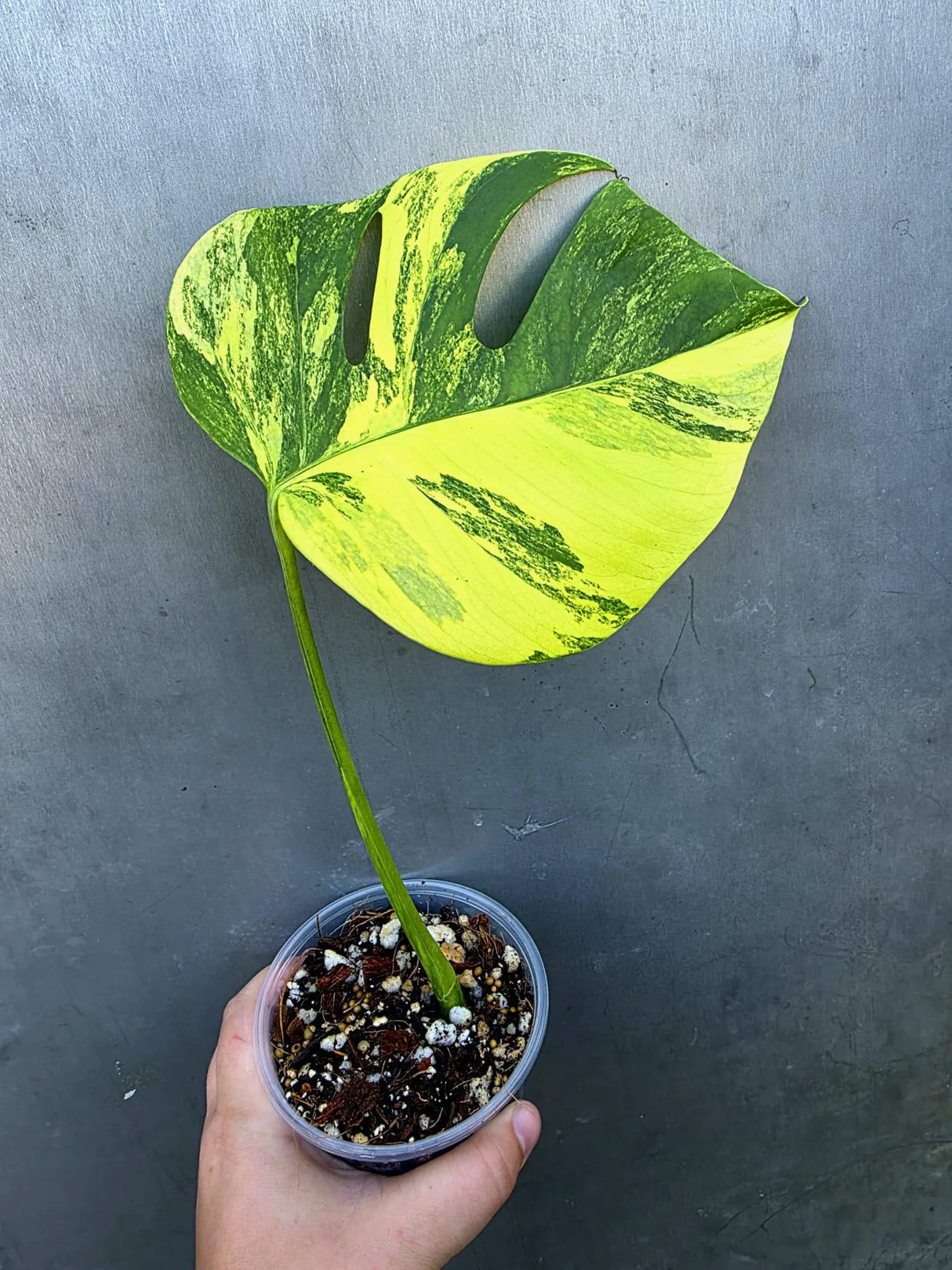 Monstera Borsigiana Aurea Variegated - Exact Rare Tropical Aroids (June-29-02)