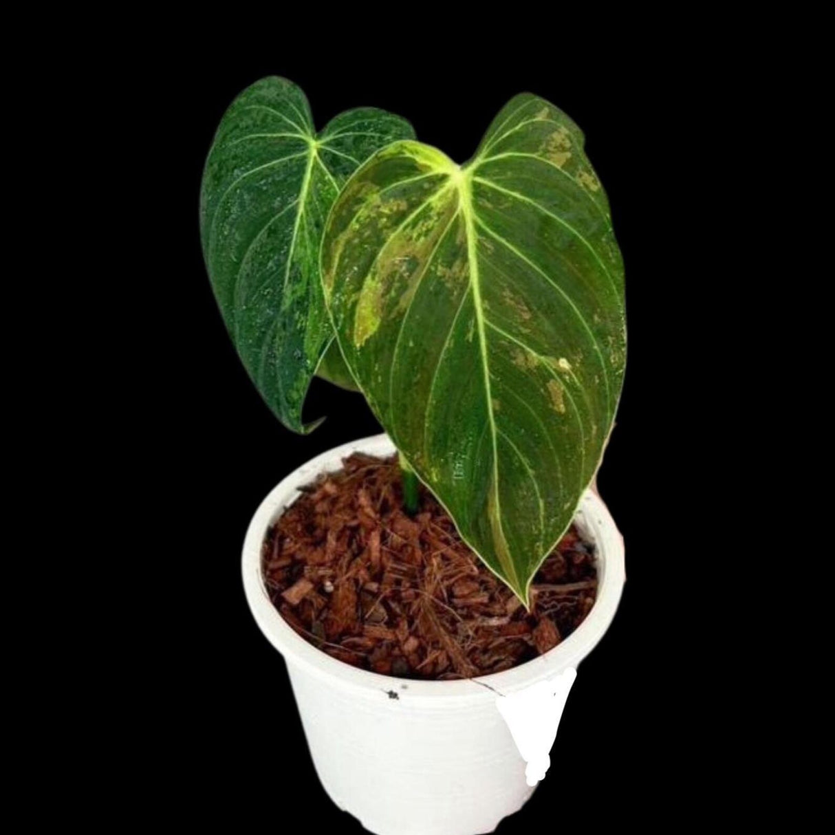 Philodendron Melanochrysum Variegated Live Plant - Rare Velvet Leaf Philodendron - Exact Same Plant - US Seller