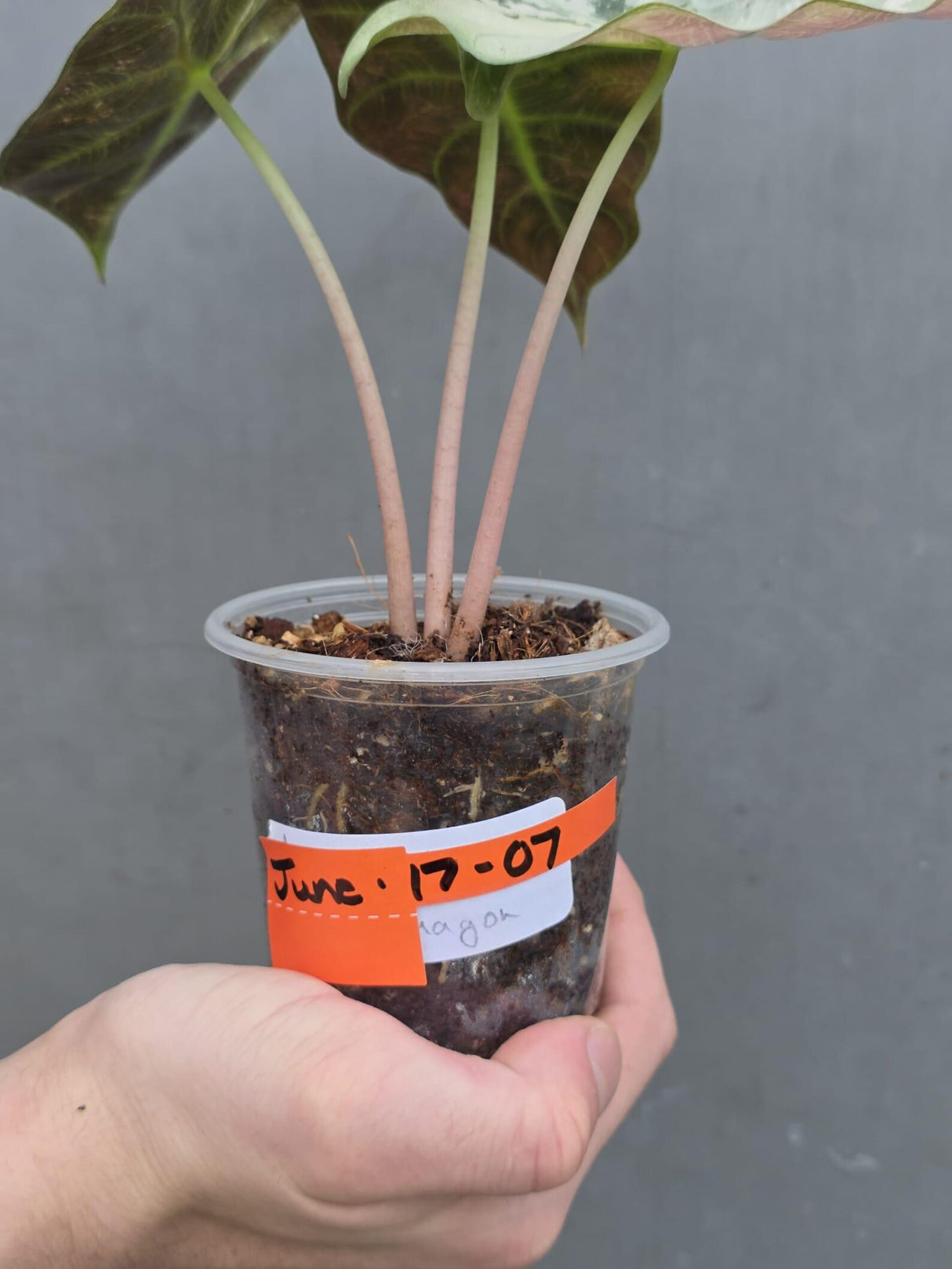 Variegated Alocasia Pink Dragon Albo – Rare Elephant Ear Plant (June-17-07)