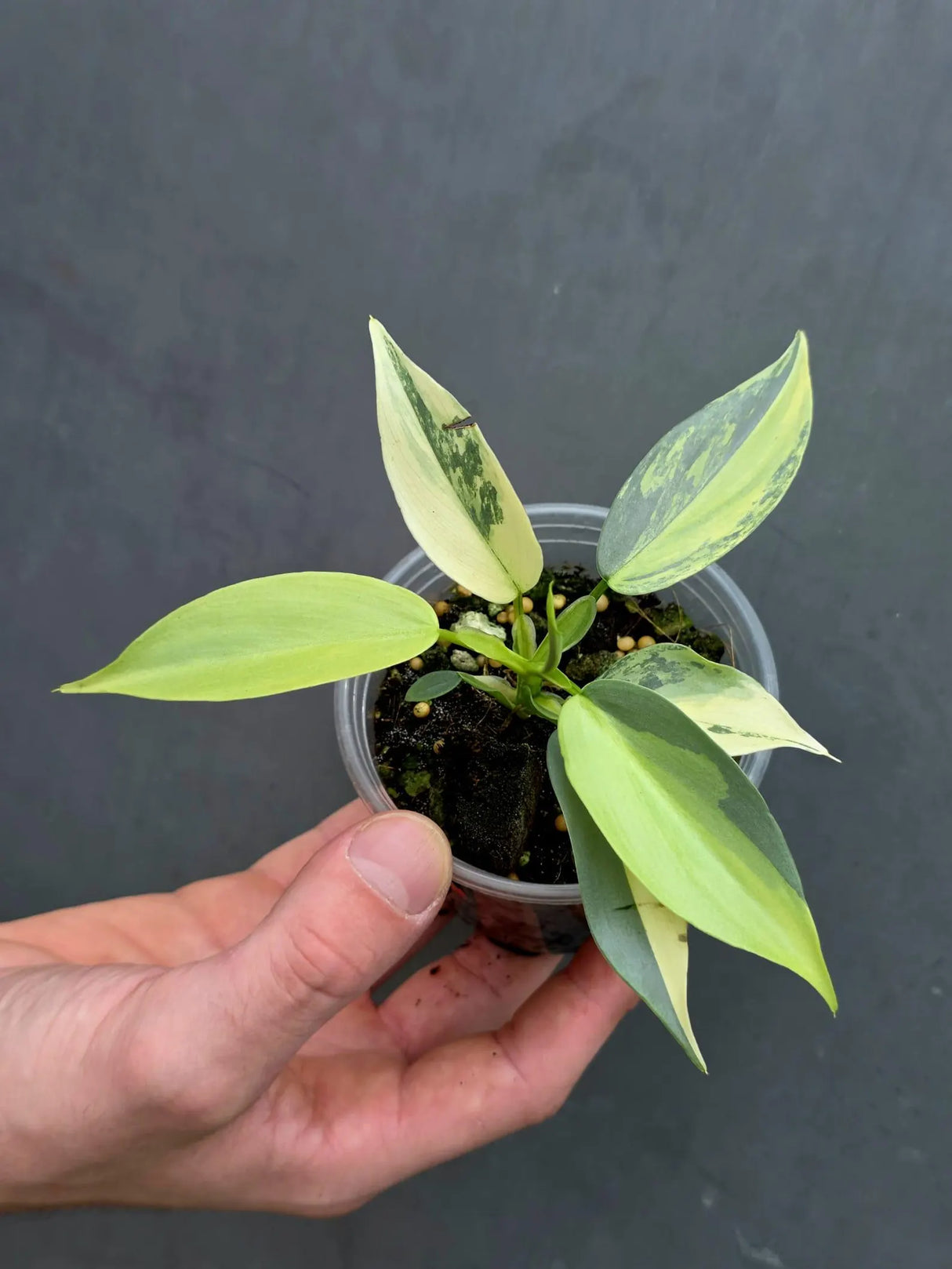 Philodendron Silver Sword Variegated - Rare Collectors Plant - Exact Plant ( June-17-05)