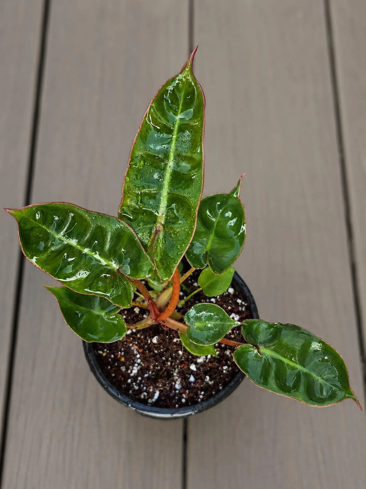 Philodendron Billietiae Live Plant in 4" Pot - Rare Philodendron - Tropical Indoor Houseplant
