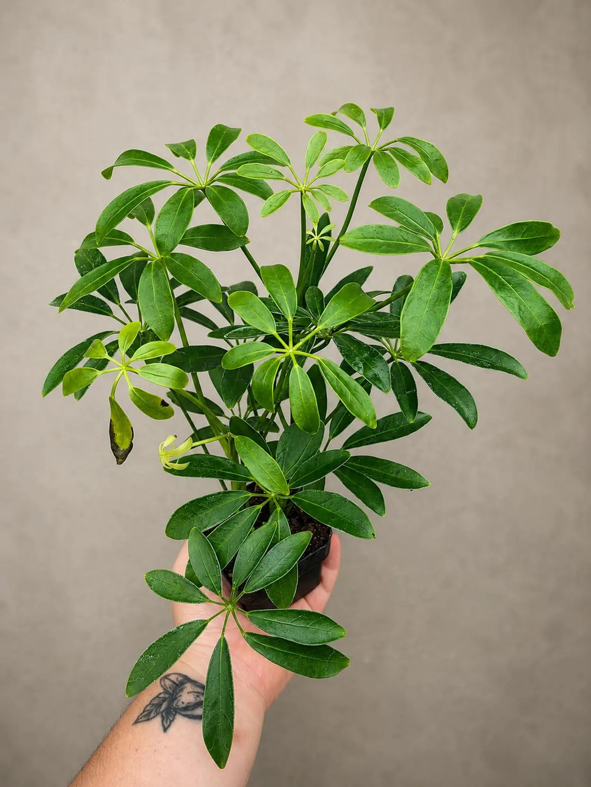 Green Schefflera Live Plant in 3" Pot - Umbrella Plant - Indoor Houseplant - Easy Care Tropical Office Plant