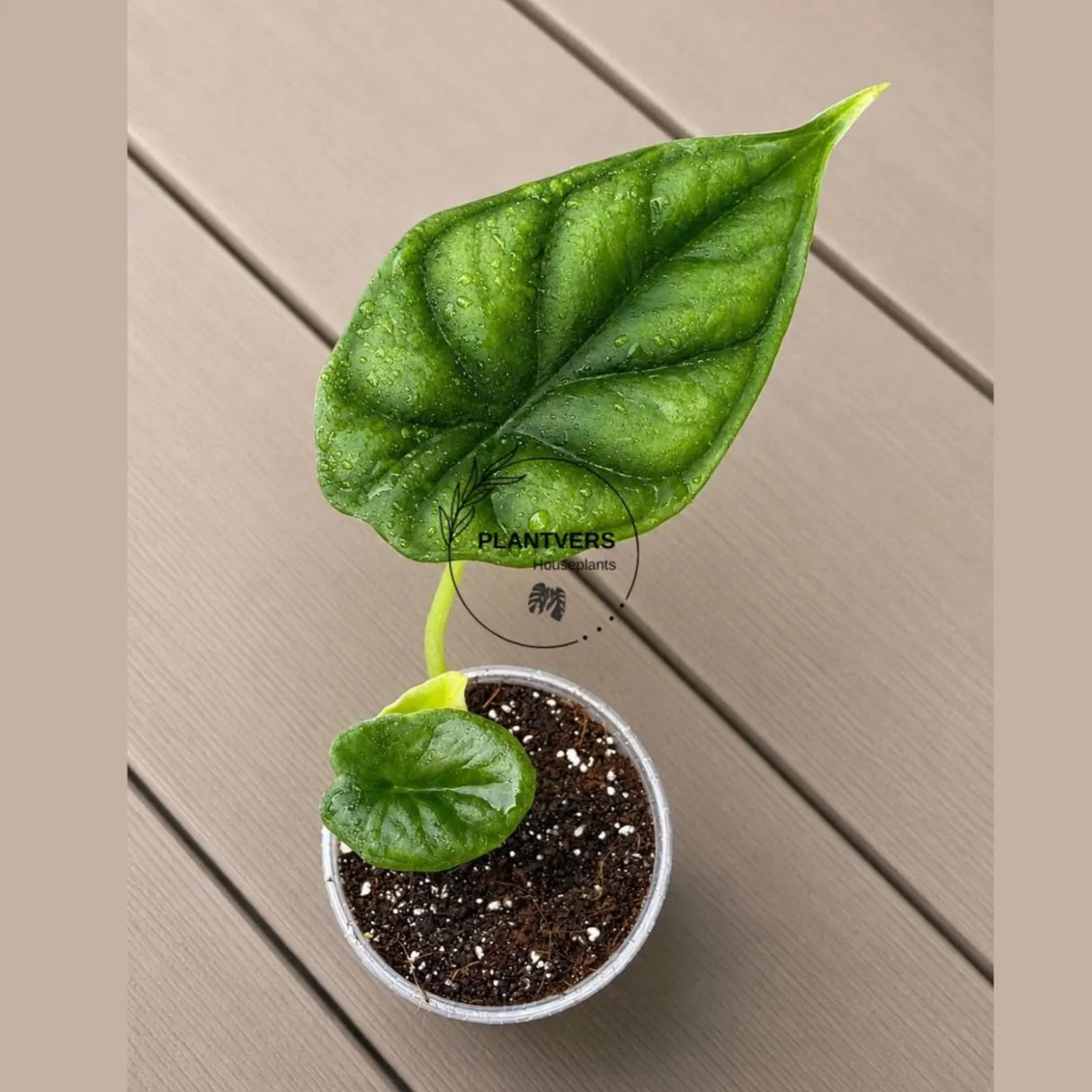Alocasia Dragon Scale Starter Plant in 3" Pot - Rare Alocasia - Aroid Plant - Indoor Live Tropical Plant