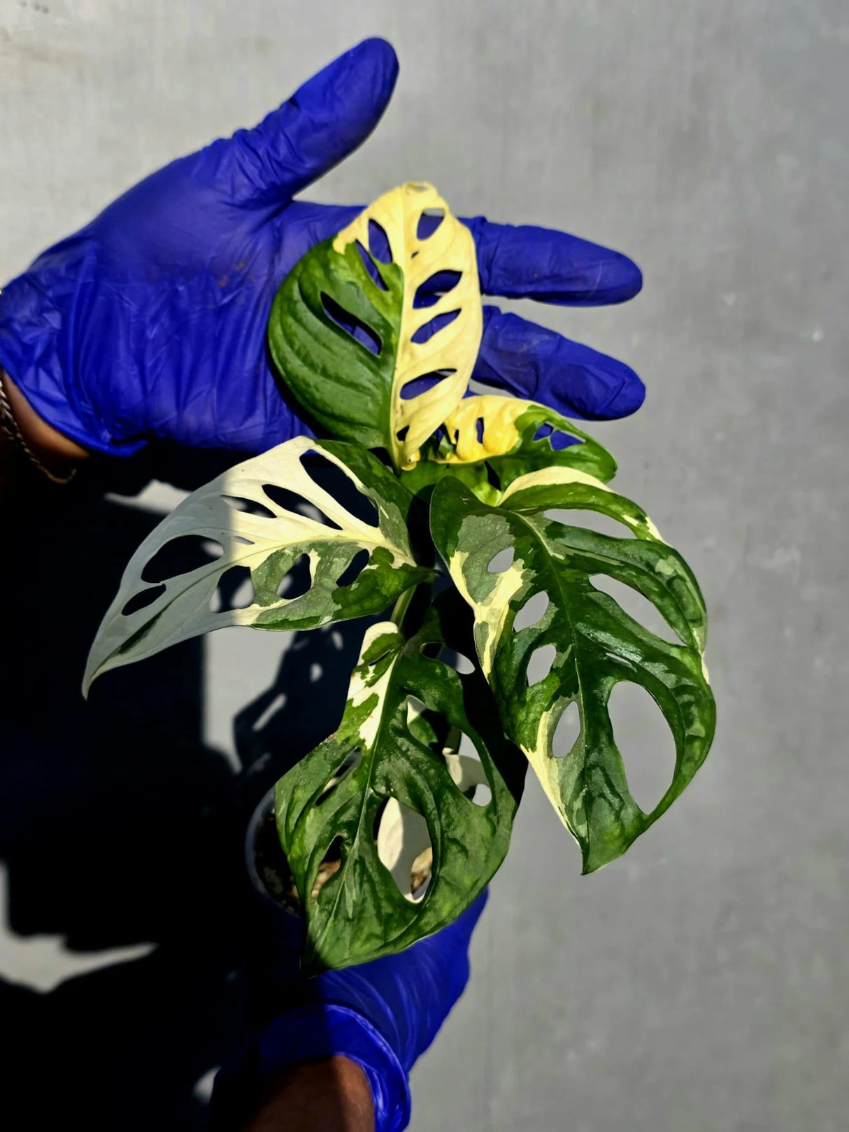 Variegated Monstera Adansonii Albo Live Plant - (June-23-16)