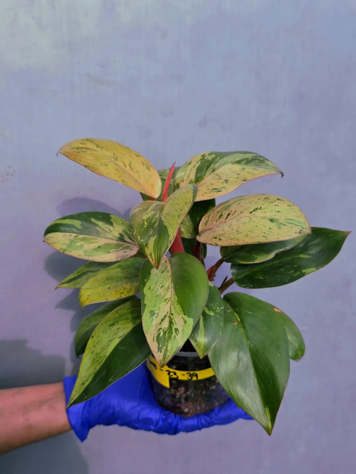Philodendron Red Congo Variegated Live Plant - Dwarf Red Congo(June-23-39)