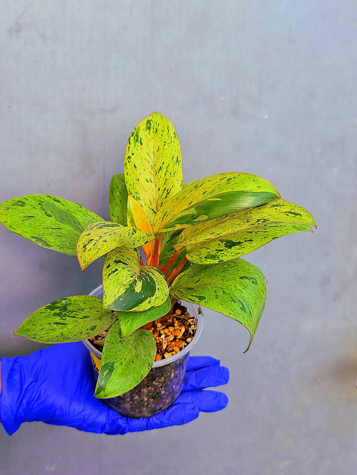 Philodendron Red Congo Variegated Live Plant - Dwarf Red Congo (June-23-36)