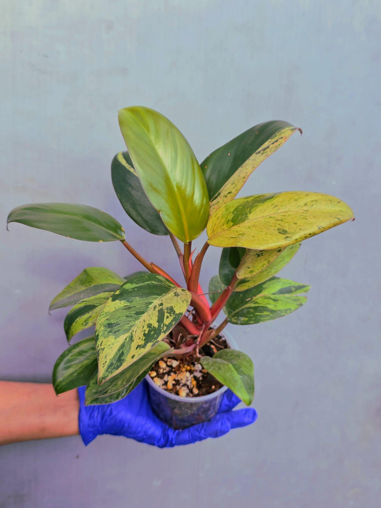 Philodendron Red Congo Variegated Live Plant - Dwarf Red Congo (June-23-34)