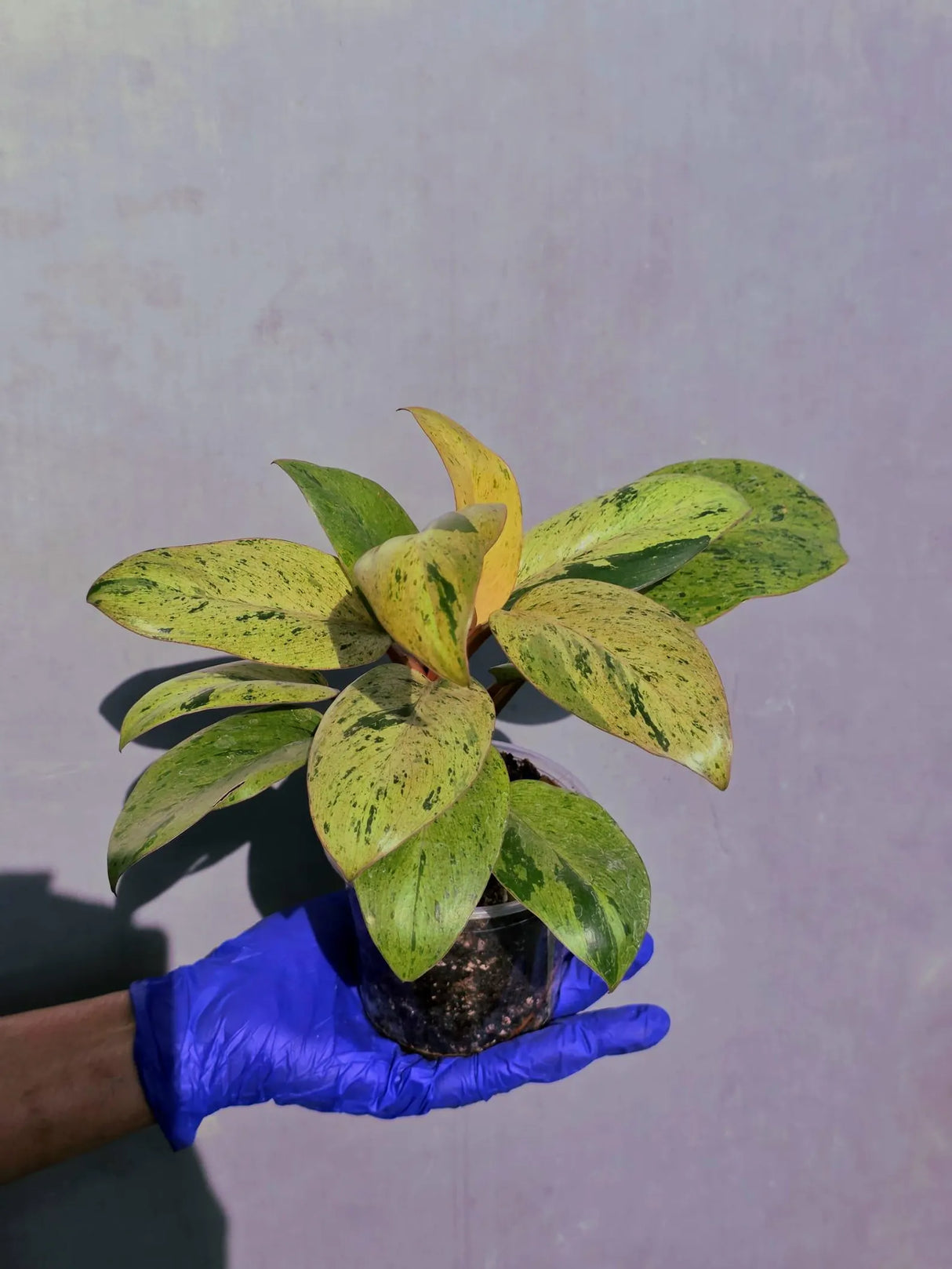 Philodendron Red Congo Variegated Live Plant - Dwarf Red Congo (June-23-35)