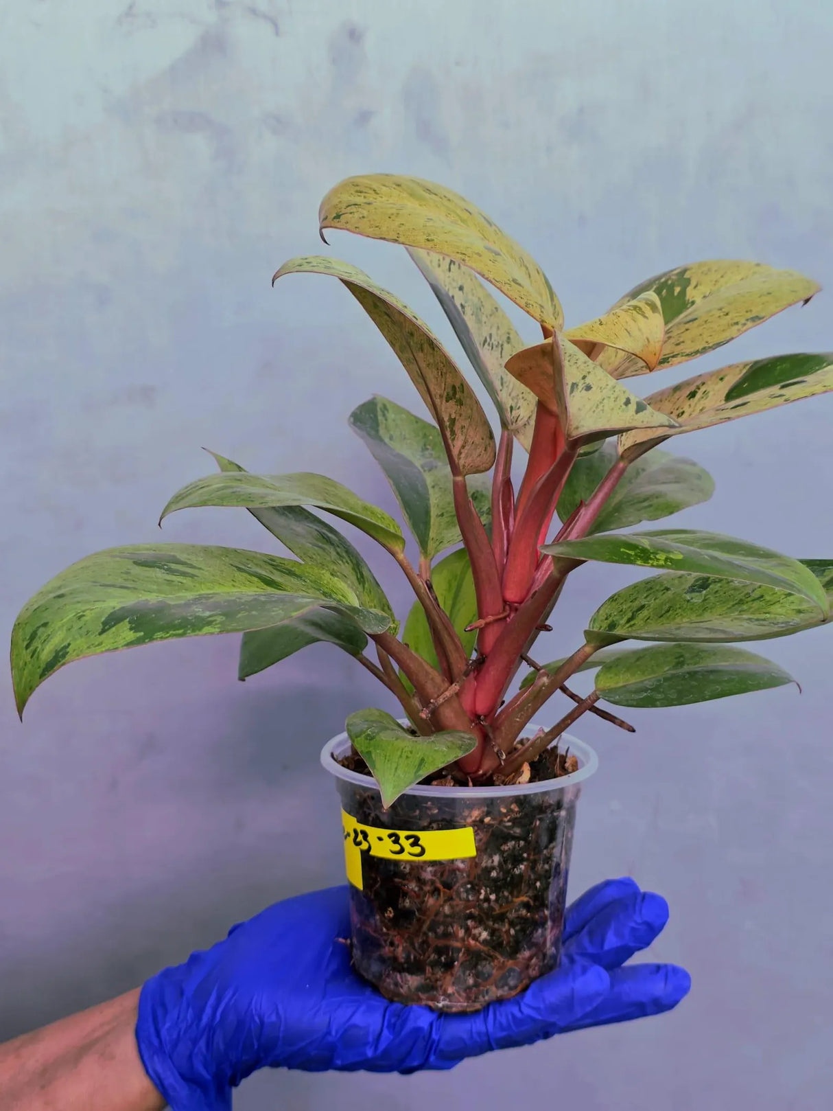 Philodendron Red Congo Variegated Live Plant - Dwarf Red Congo (June-23-33)
