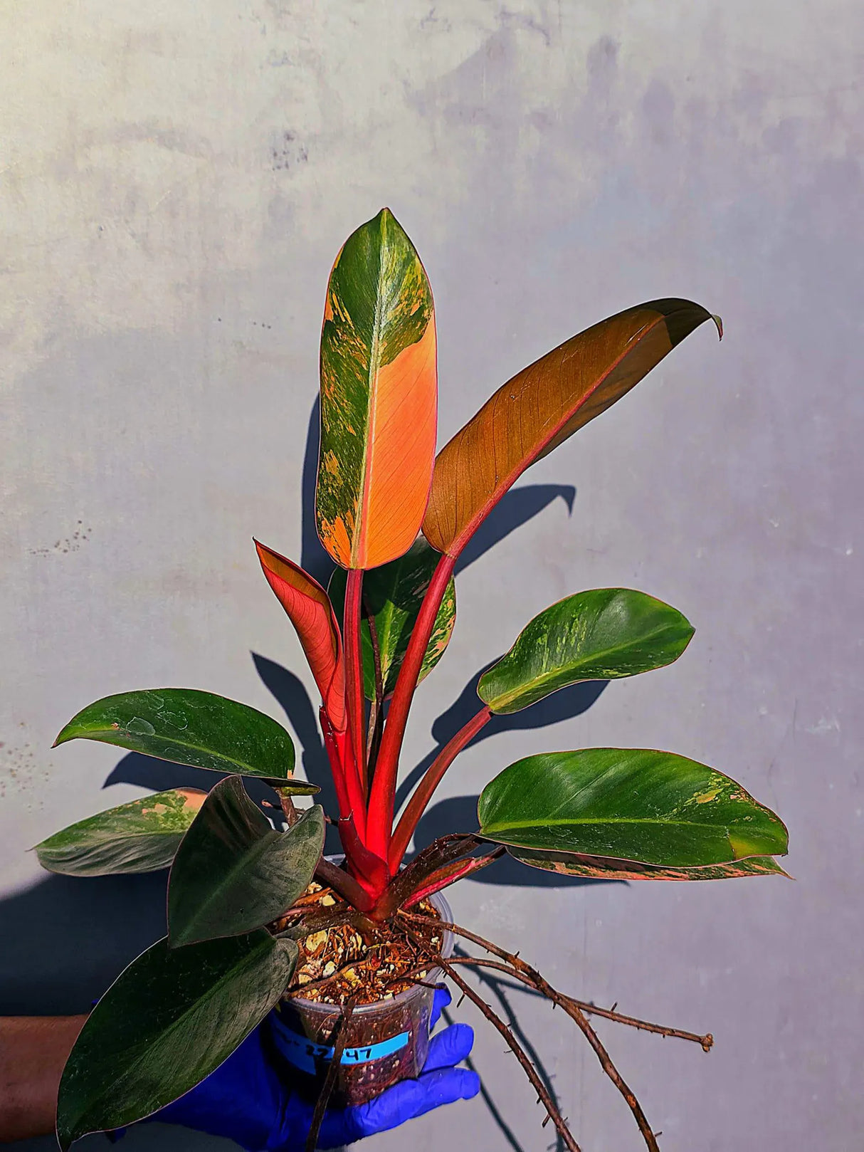 Philodendron Red Congo Variegated Live Plant - Dwarf Red Congo(June-23-45)