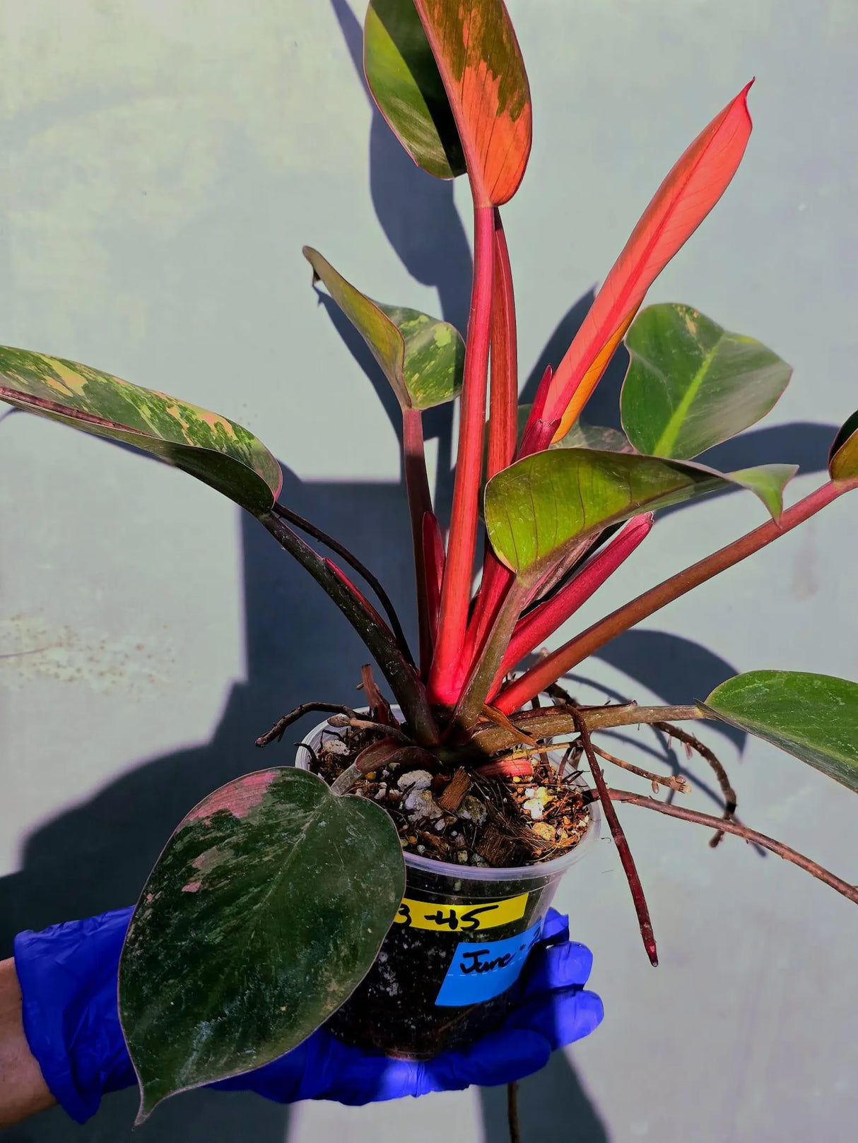 Philodendron Red Congo Variegated Live Plant - Dwarf Red Congo(June-23-45)