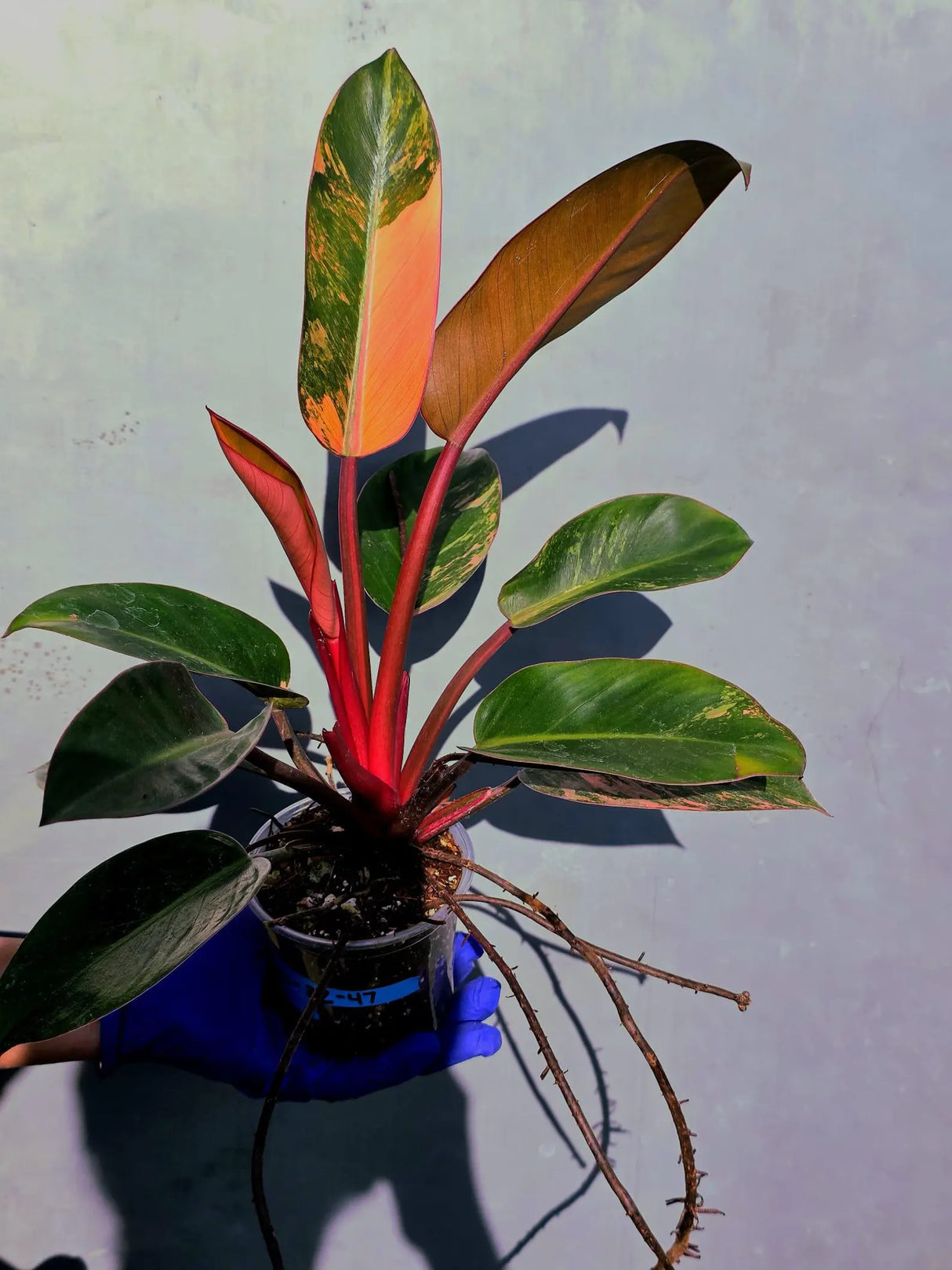 Philodendron Red Congo Variegated Live Plant - Dwarf Red Congo(June-23-45)