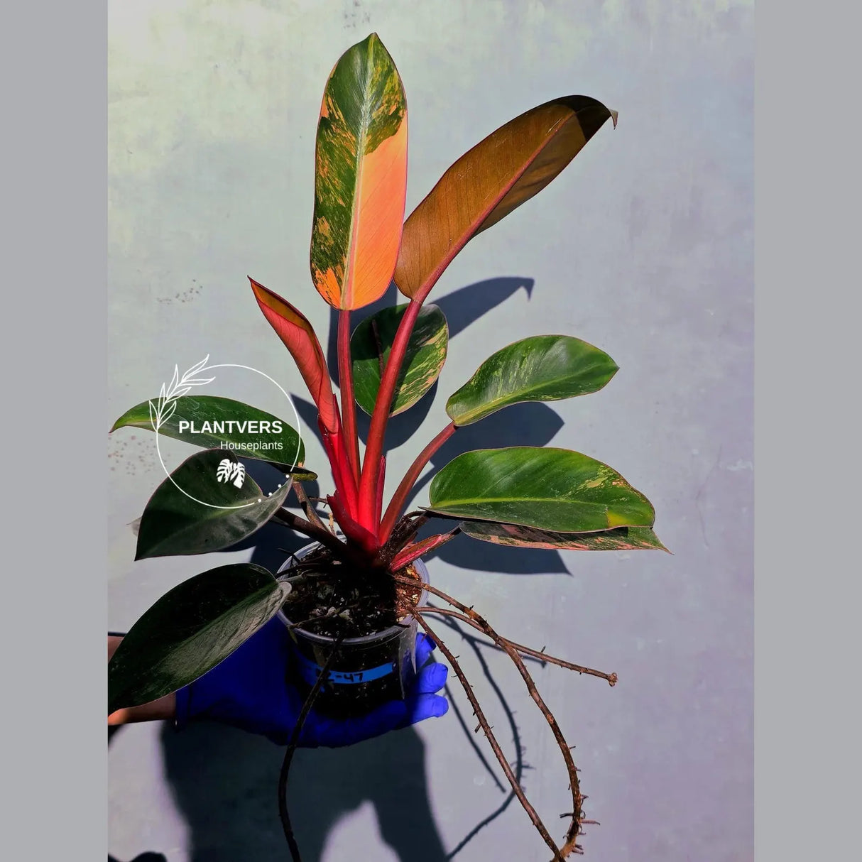 Philodendron Red Congo Variegated Live Plant - Dwarf Red Congo(June-23-45)