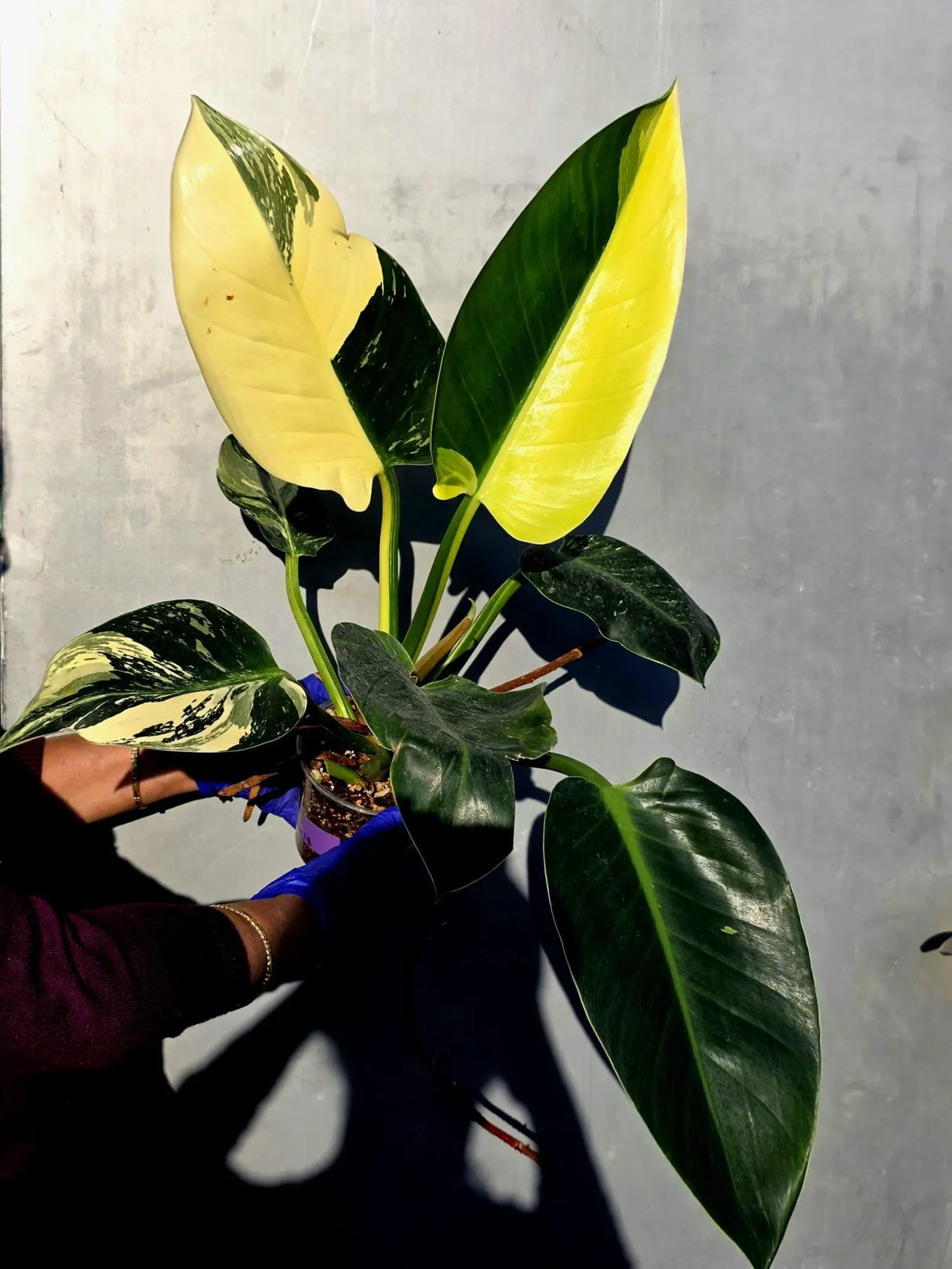 Variegated Philodendron Green Congo Original - Large Form (June-23-57)