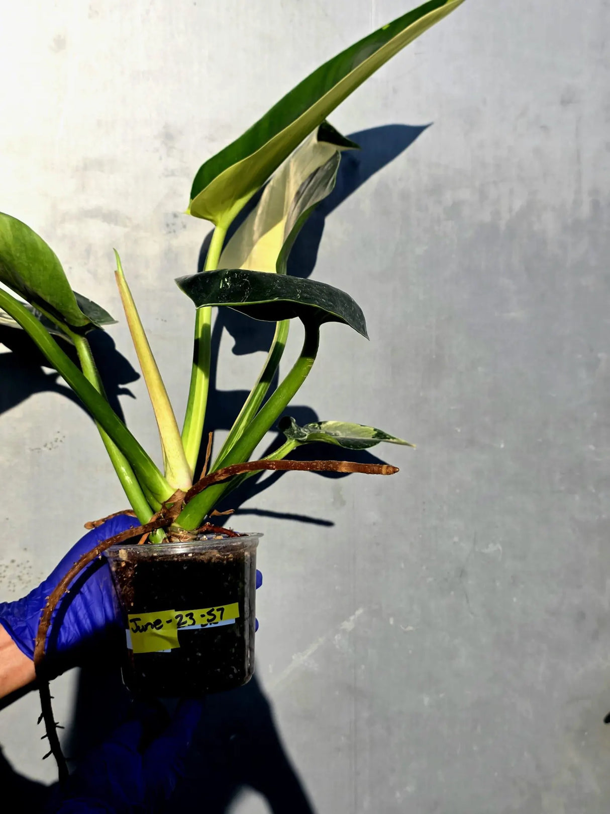 Variegated Philodendron Green Congo Original - Large Form (June-23-57)