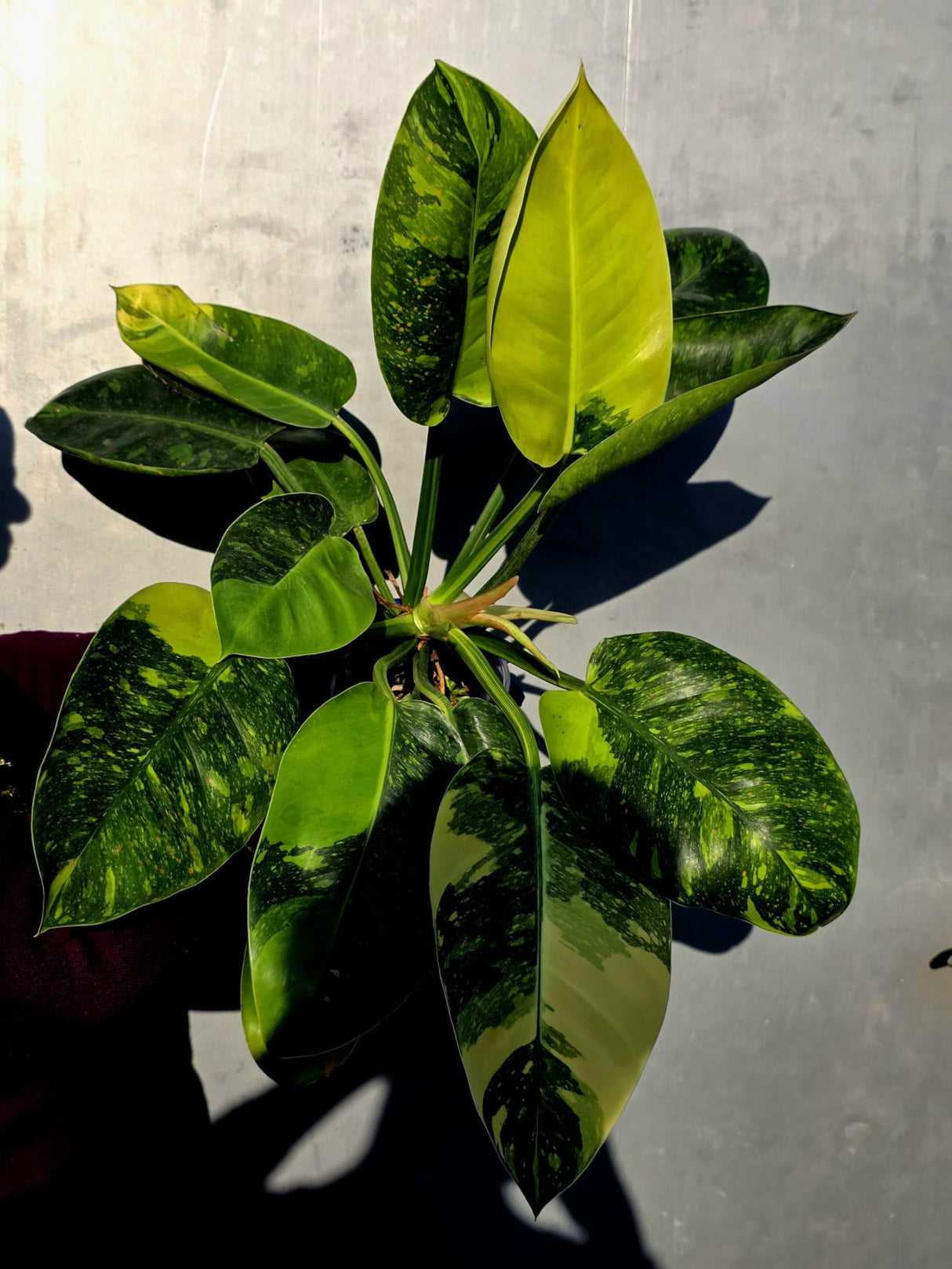 Philodendron Green Congo Hybrid Variegated -Large Form (June-23-58)