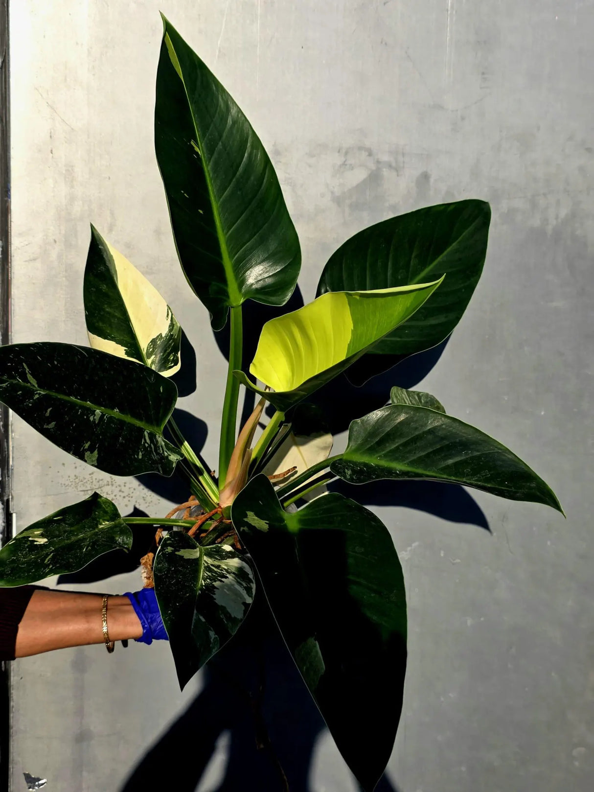 Variegated Philodendron Green Congo Original - Large Form (June-23-56)