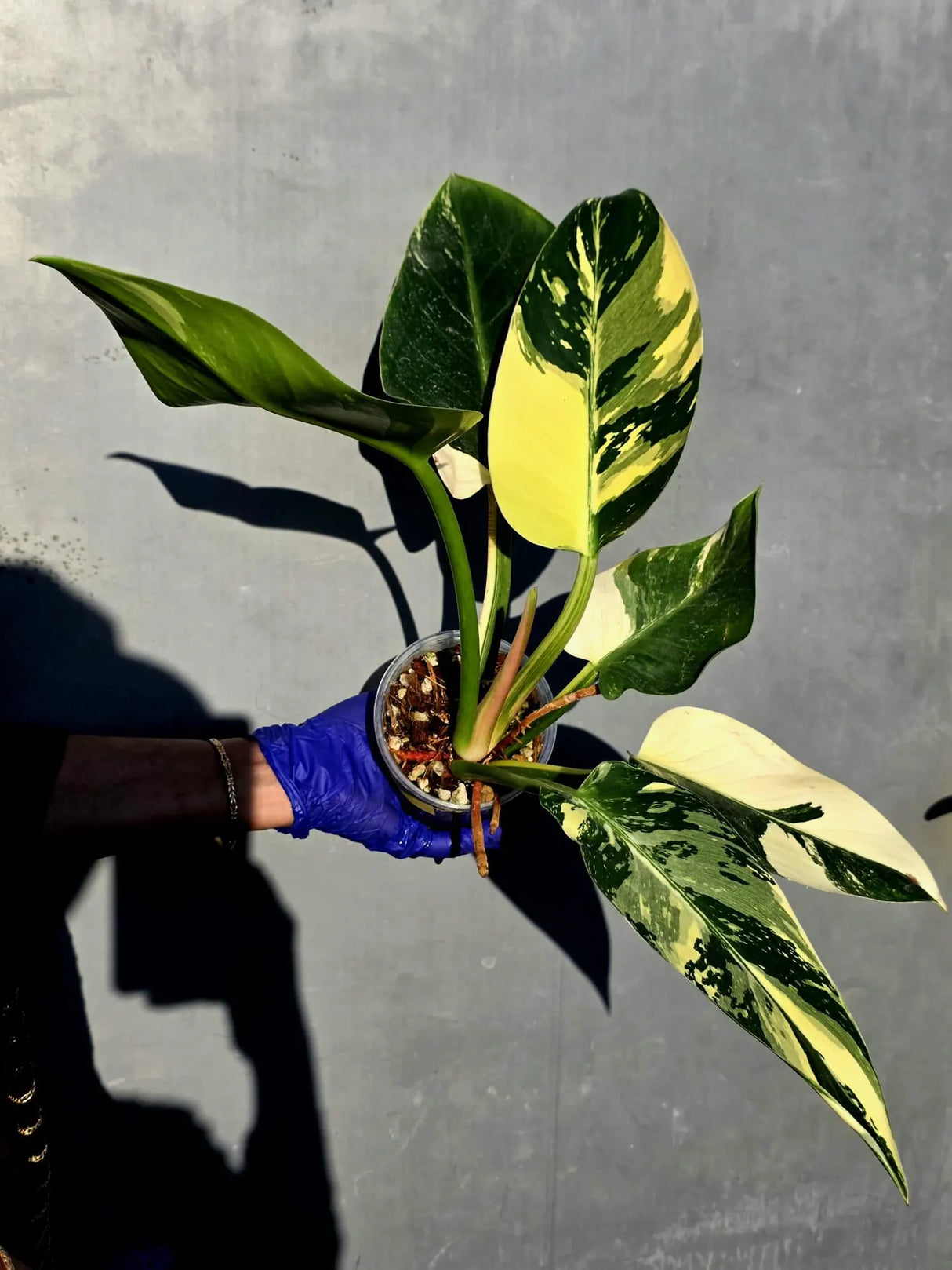 Variegated Philodendron Green Congo Original - (June-23-55)