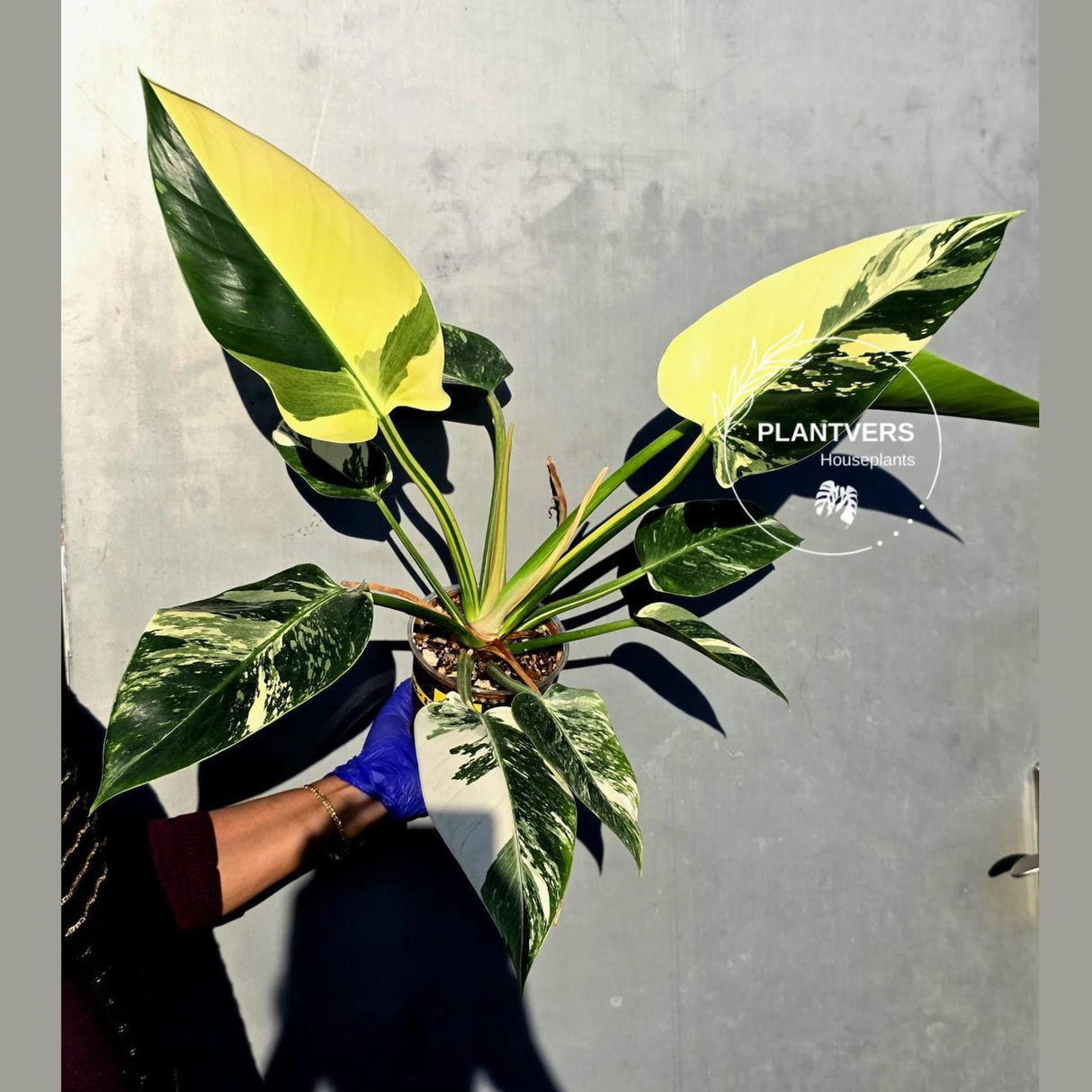 Variegated Philodendron Green Congo Original - Large Form (June-23-54)