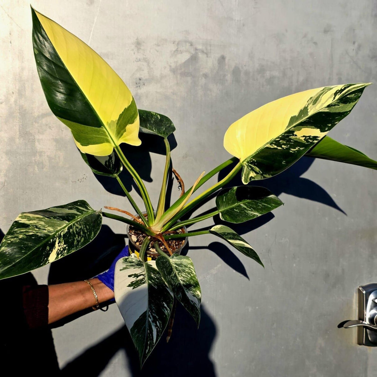 Variegated Philodendron Green Congo Original - Large Form (June-23-54)