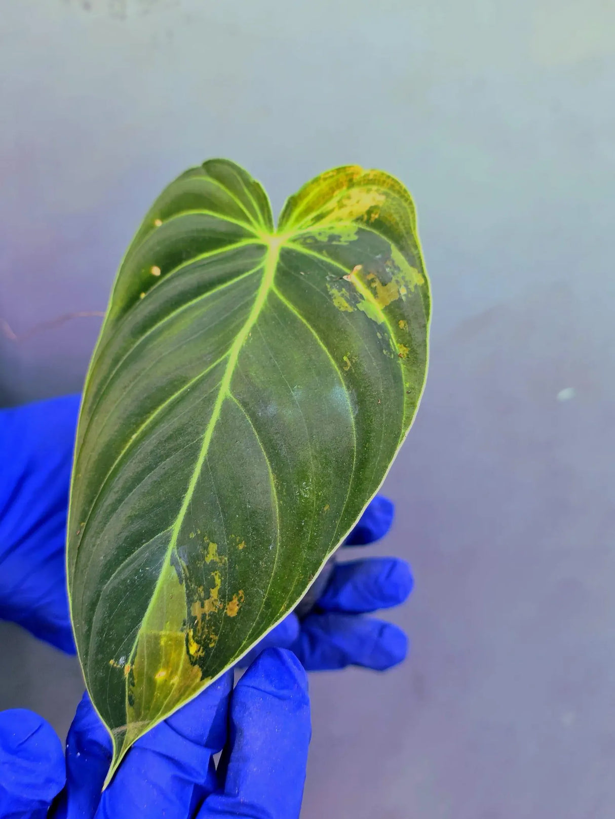 Philodendron Melanochrysum Variegated -(June-21-11)
