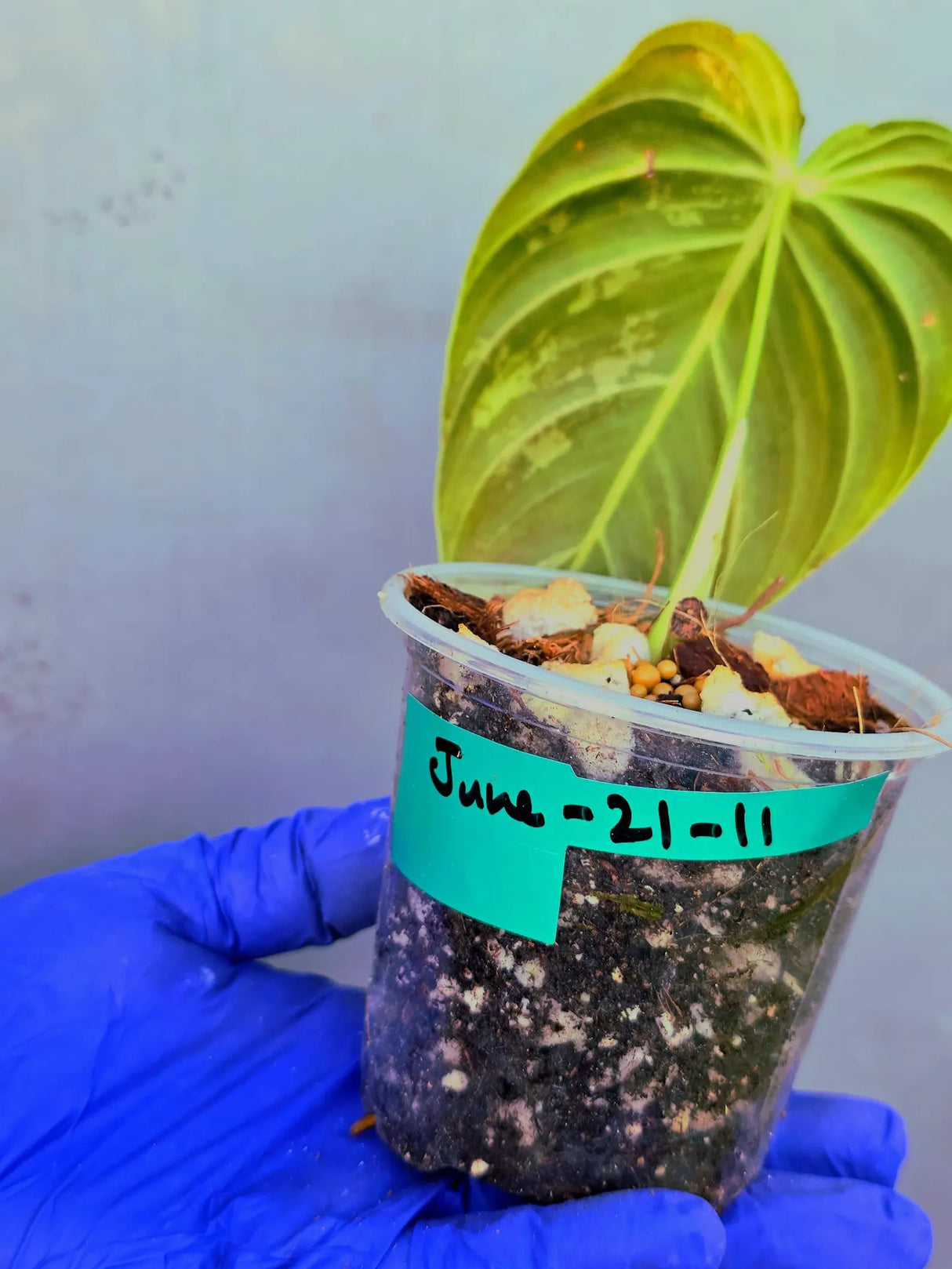 Philodendron Melanochrysum Variegated -(June-21-11)