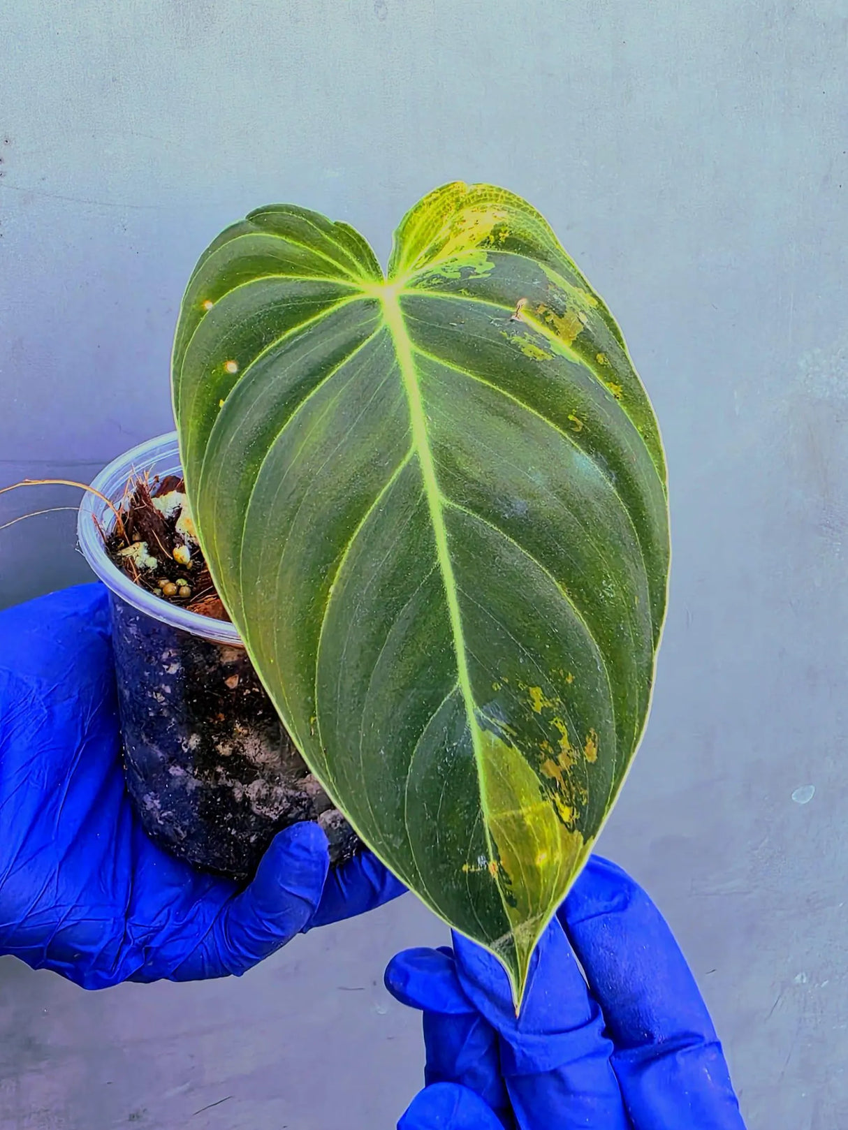 Philodendron Melanochrysum Variegated -(June-21-11)