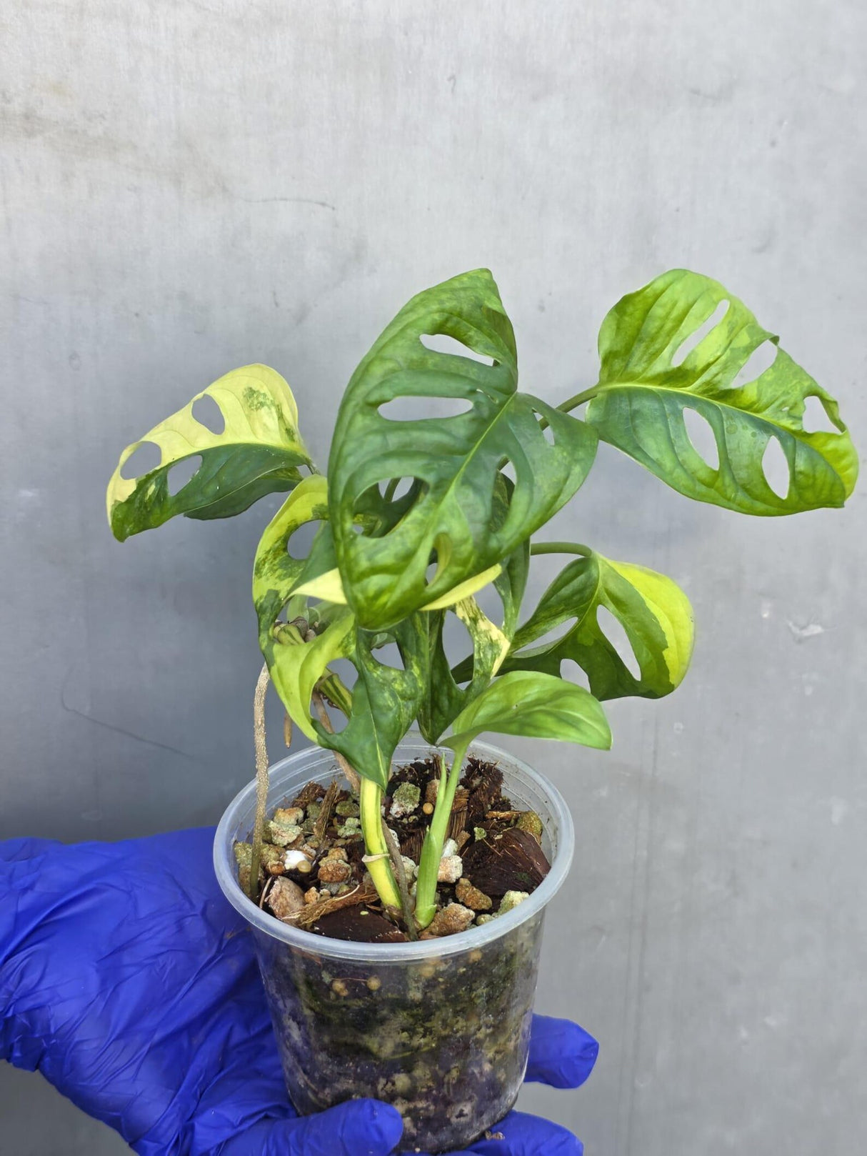 Monstera Adansonii Aurea Variegated - Swiss Cheese Premium (June-23-24)