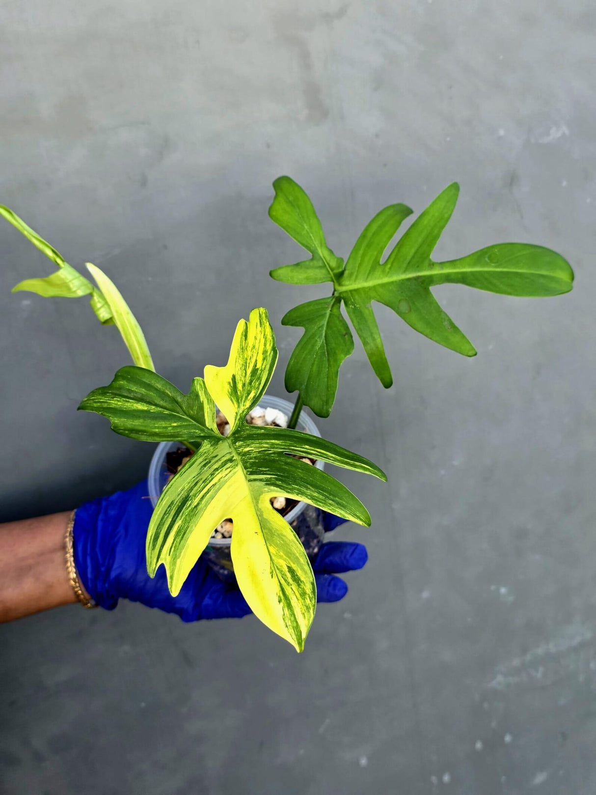 Variegated Philodendron Florida Beauty - Rare Collector Plant - Exact Plant (June-21-21-ER)