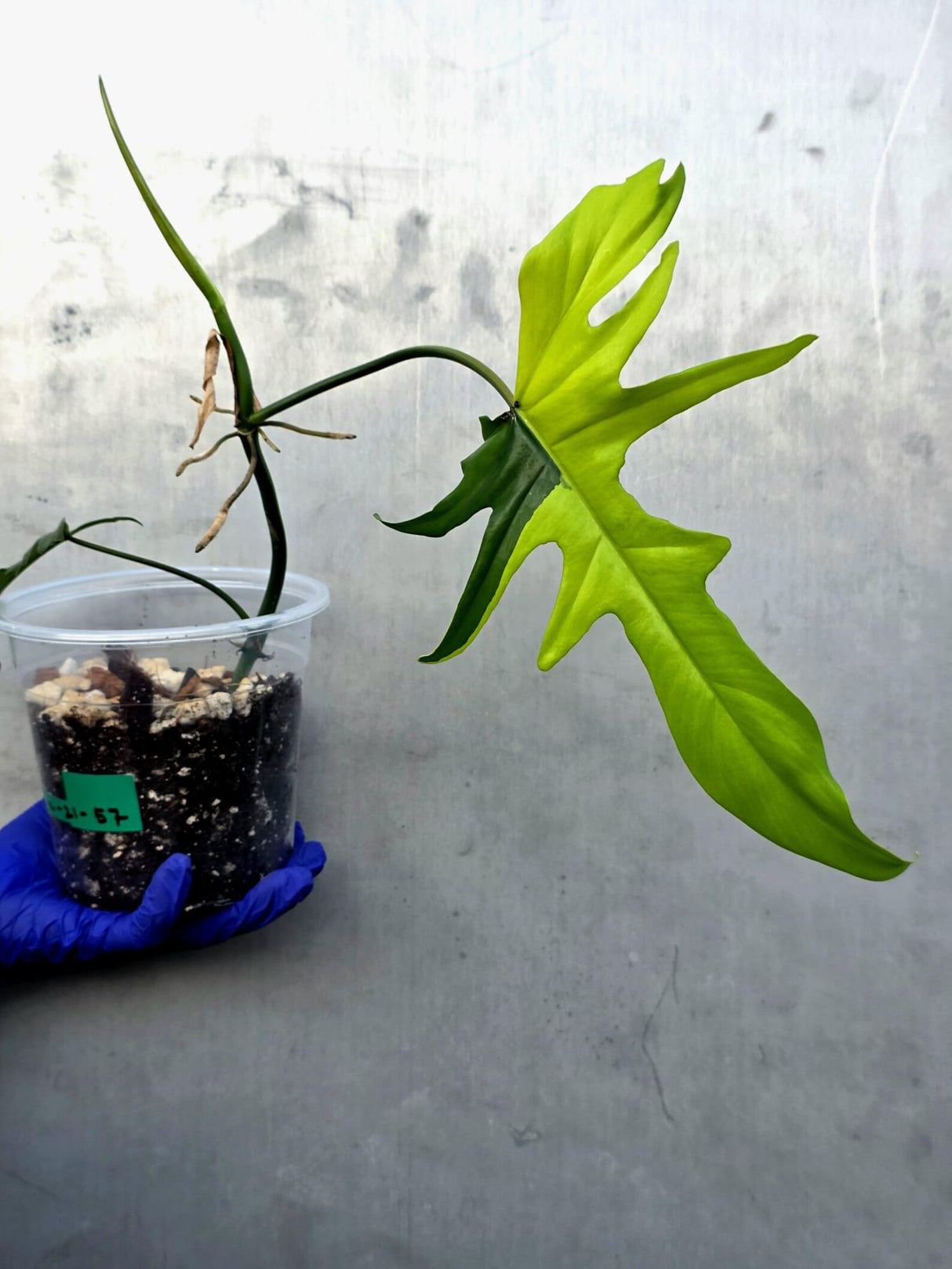 Variegated Philodendron Florida Beauty x Mayoi - Super Rare Plant (June-21-57-ER)