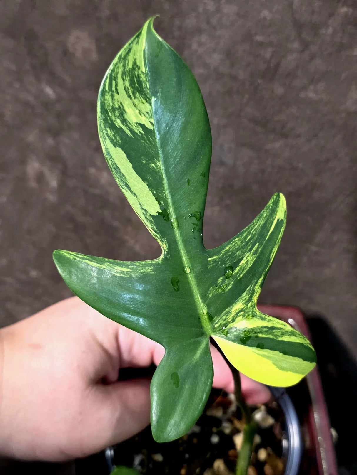 Variegated Philodendron Florida Beauty in a Nursery Pot (June-26-05)