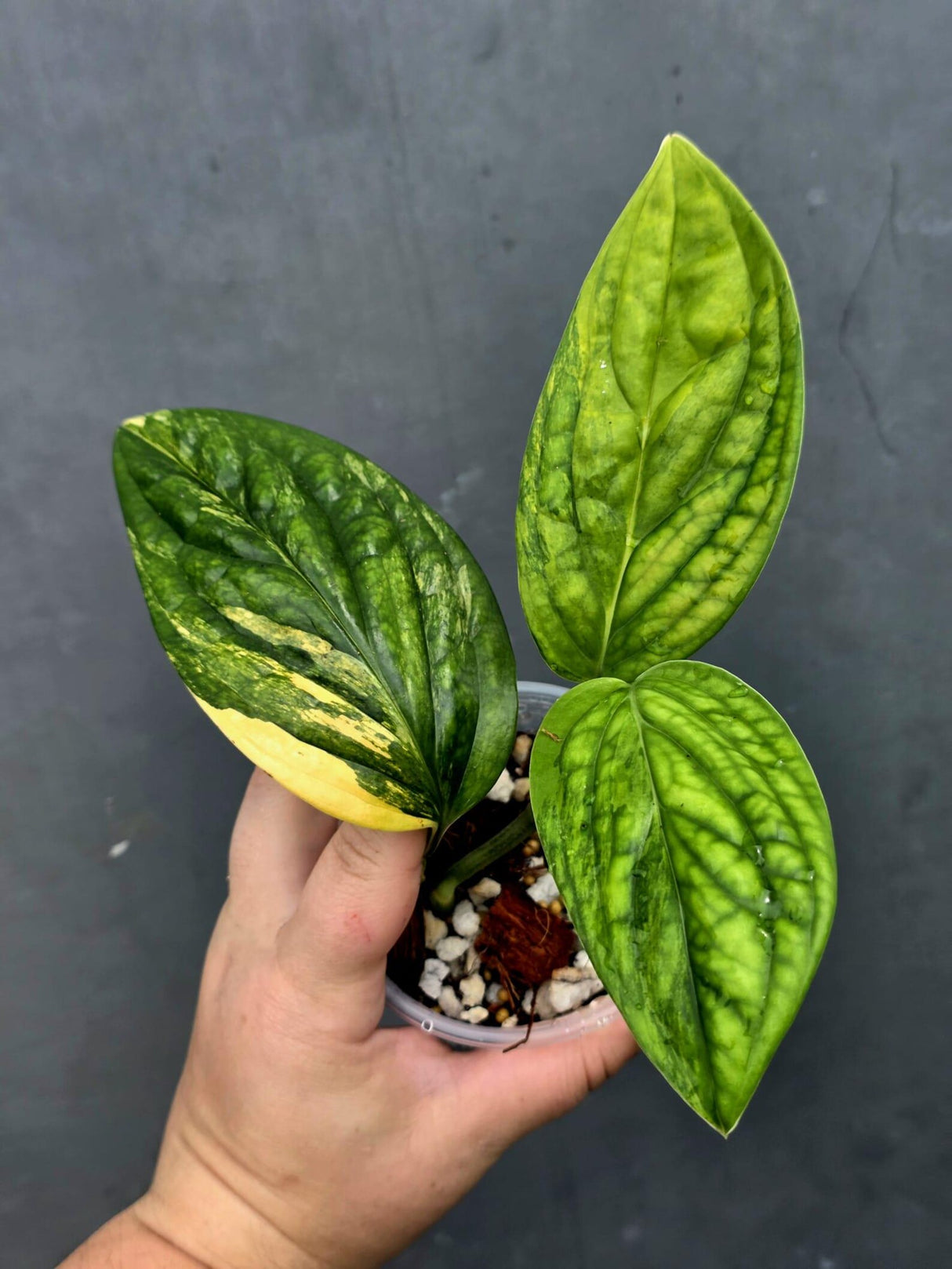 Monstera Peru Aurea Variegated - Climbing tropical plant (June-26-16)
