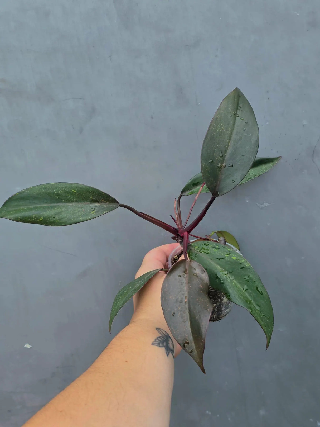 Philodendron Orange Princess Live Plant - Rare Collector Plant (June-26-18)