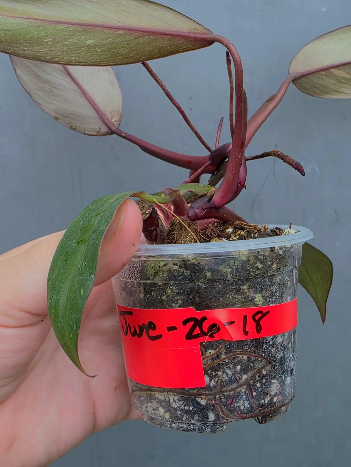 Philodendron Orange Princess Live Plant - Rare Collector Plant (June-26-18)
